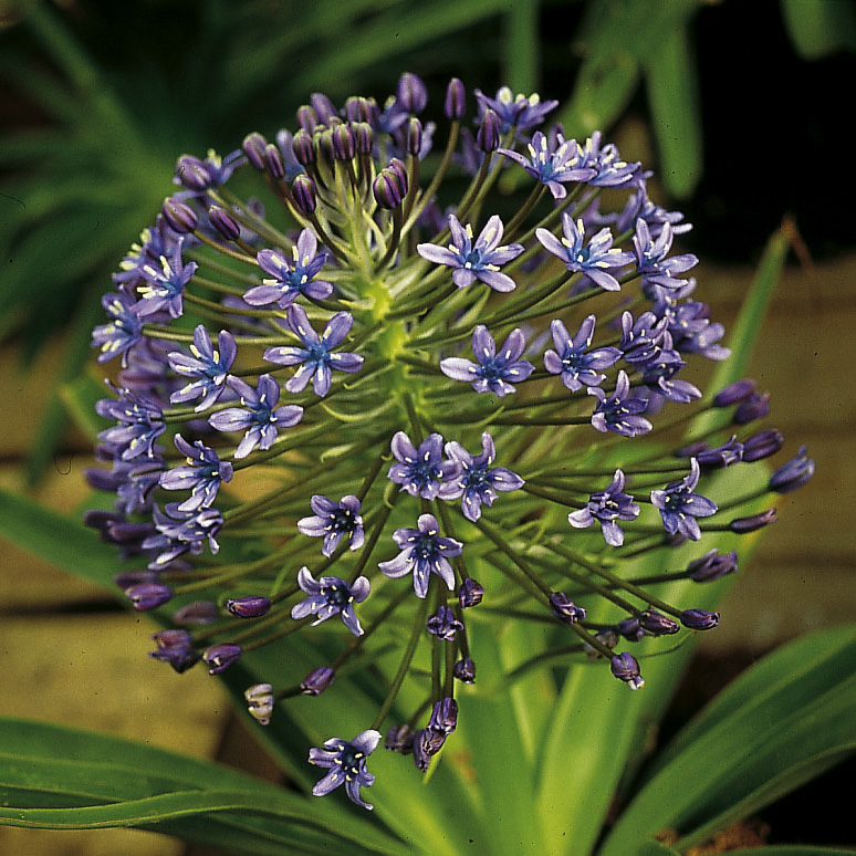 6424_scilla_peruviana_ZK_001.jpeg