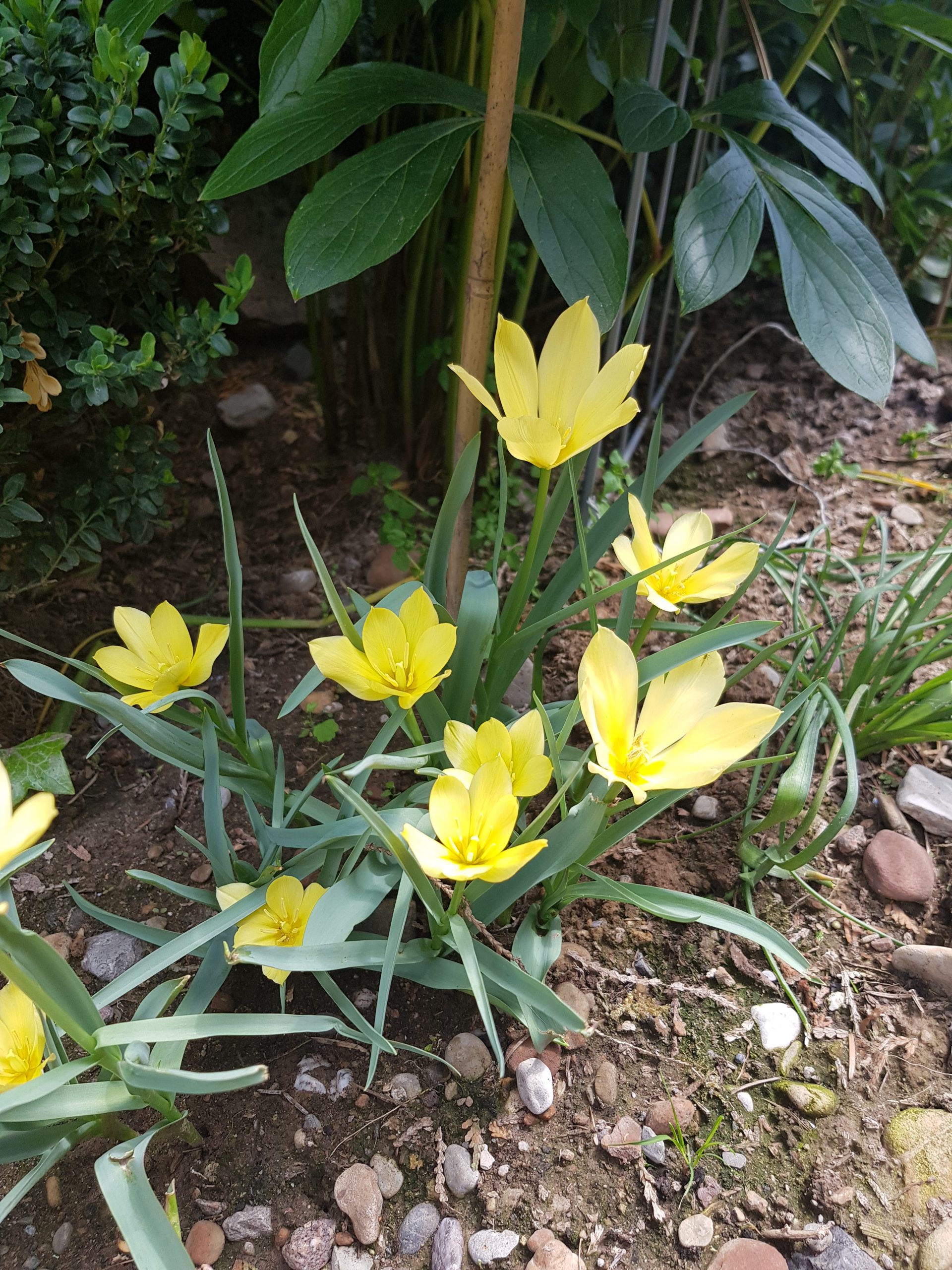 6469_tulipa_batalinii_bright_gem_ZK_001.jpeg