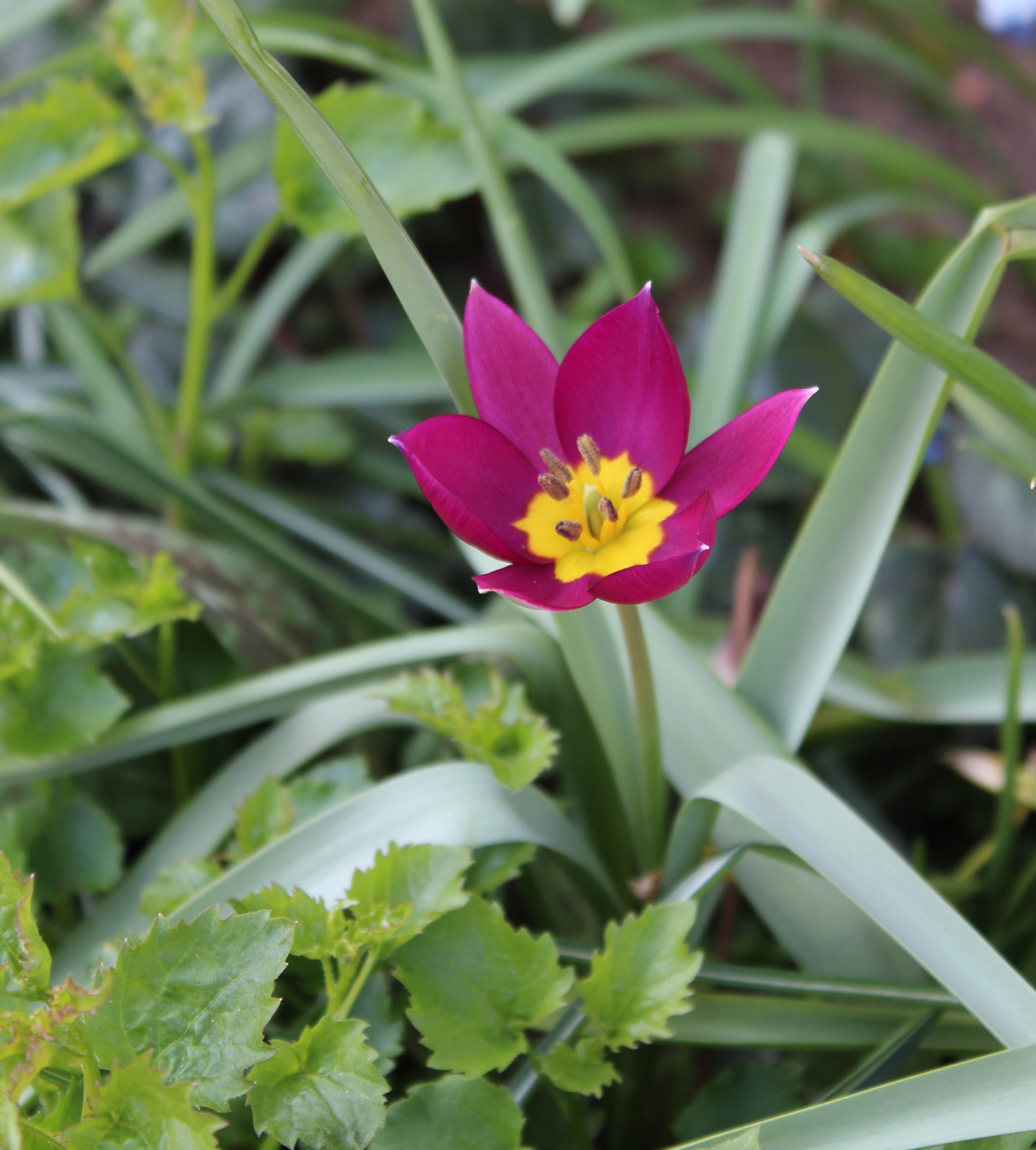 6568_tulipa_humilis_odalisque_ZK_001.jpeg