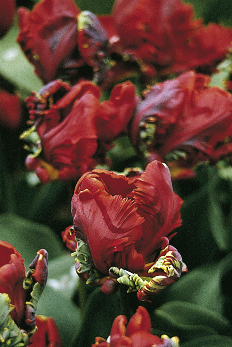 6602_tulipa_gesneriana_rococo_ZK_001.jpeg
