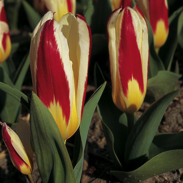 6631_tulipa_kaufmanniana_the_first_ZK_001.jpeg