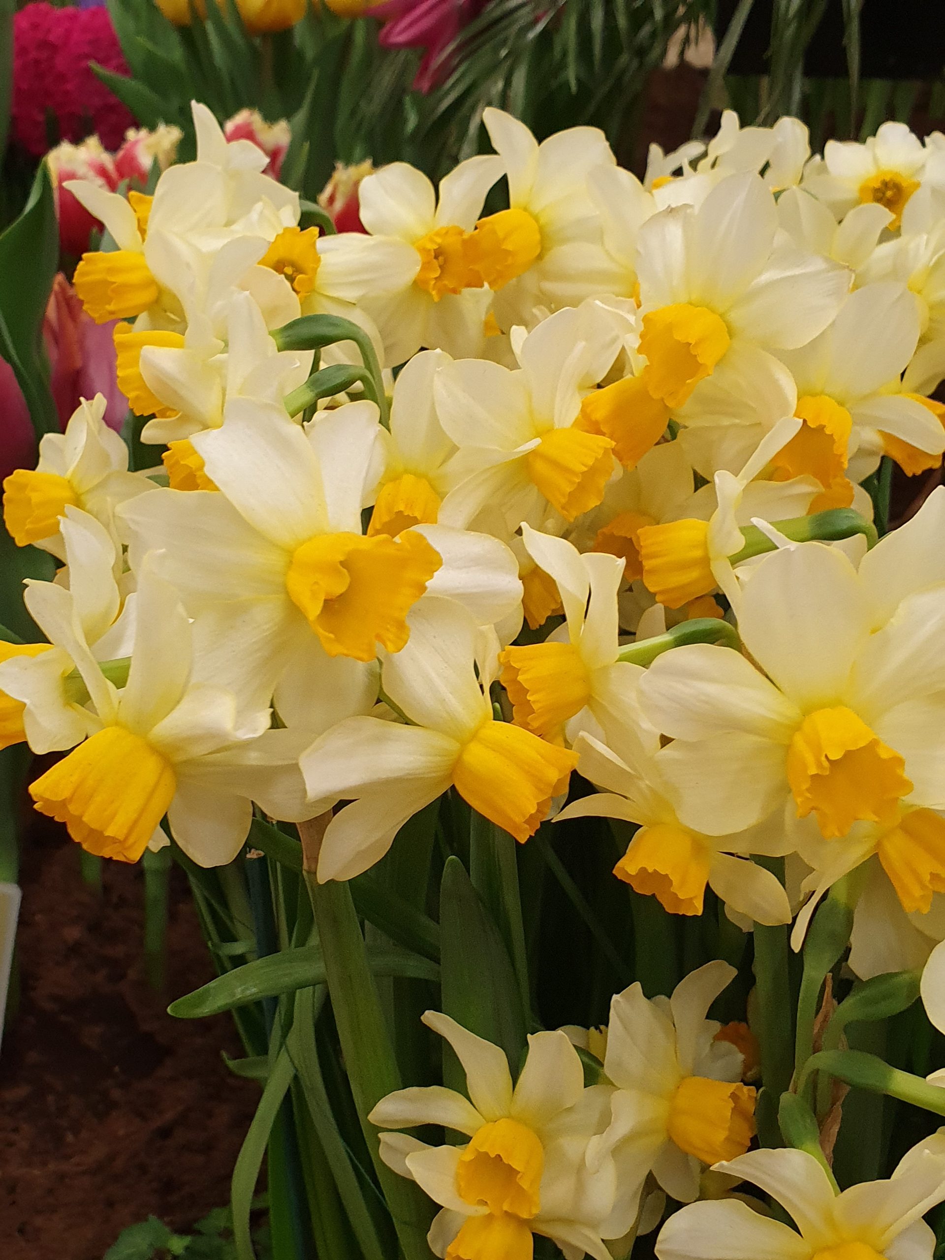 7022_narcissus_cyclamineus_spring_sunshine_ZK_001.jpeg