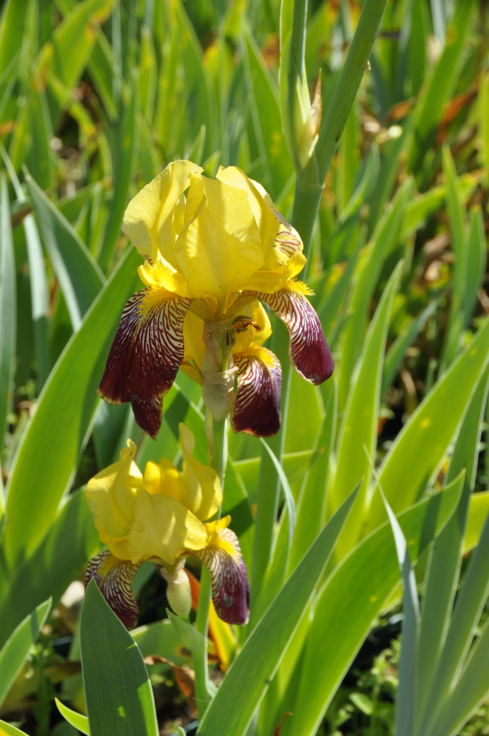 7237_iris_x_barbata_elatior_grand_chef_BG_001.jpg