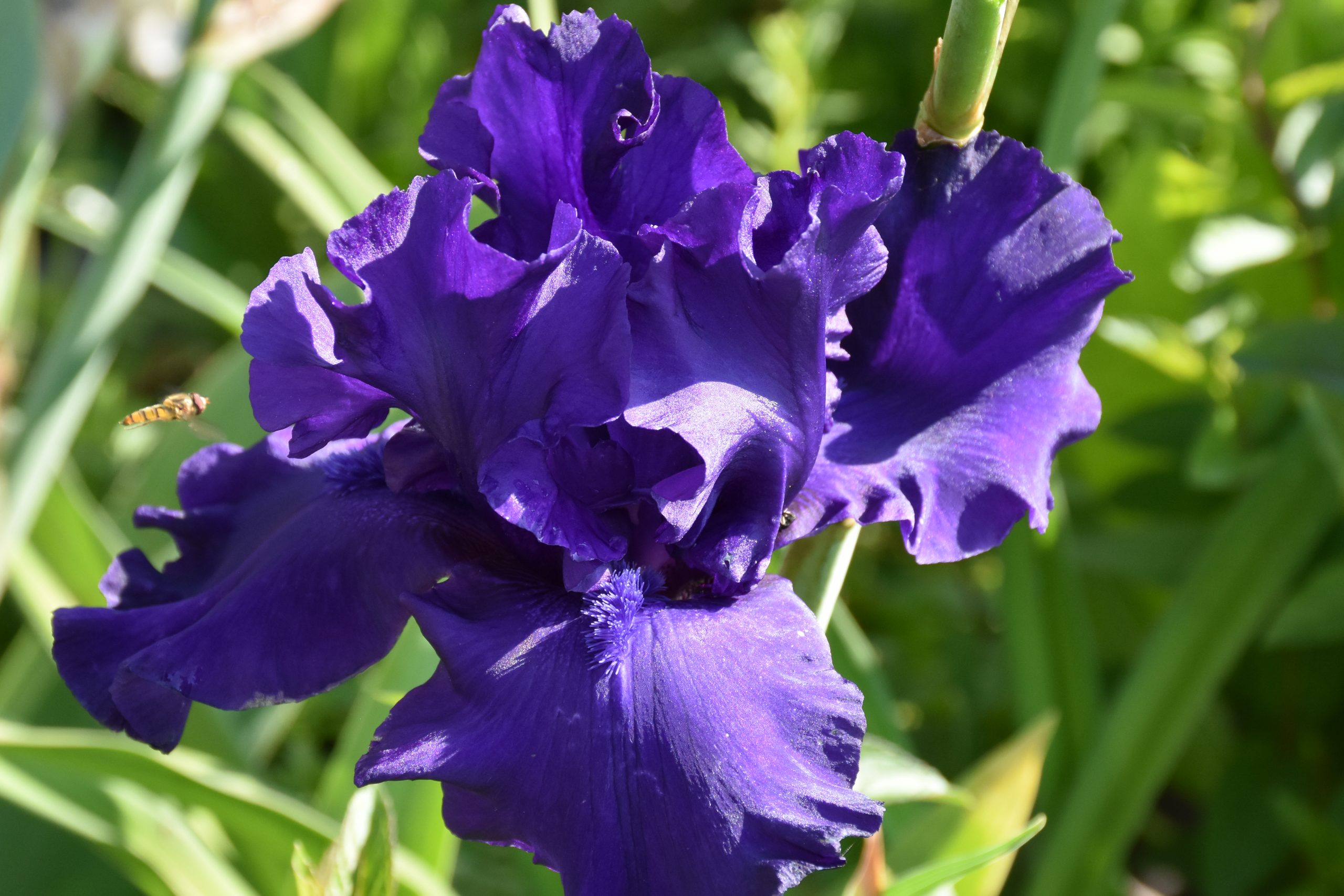 7299_iris_barbata_elatior_dusky_challenger_XS_001.jpg