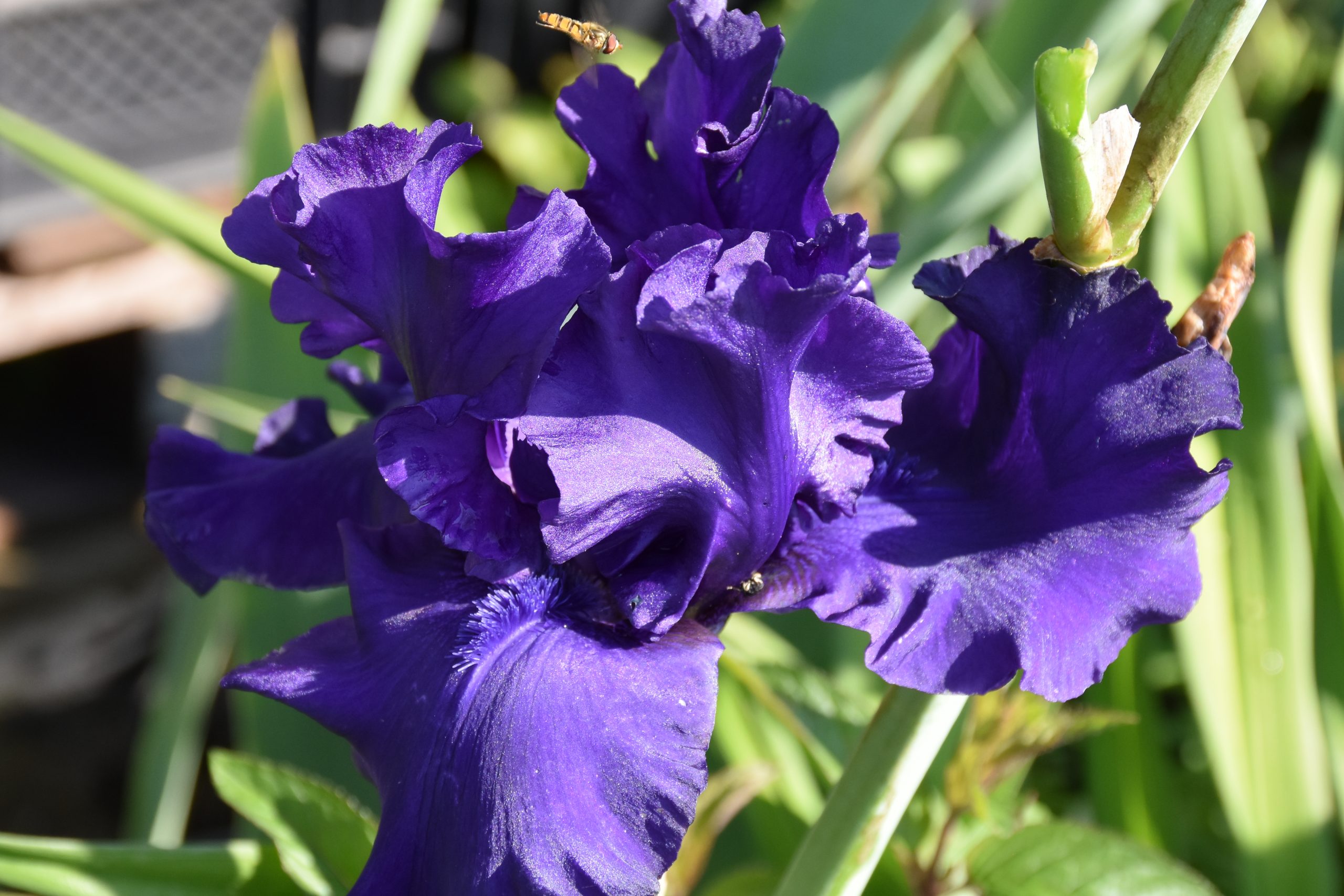 7329_iris_barbata_elatior_dusky_challenger_XS_002.jpg