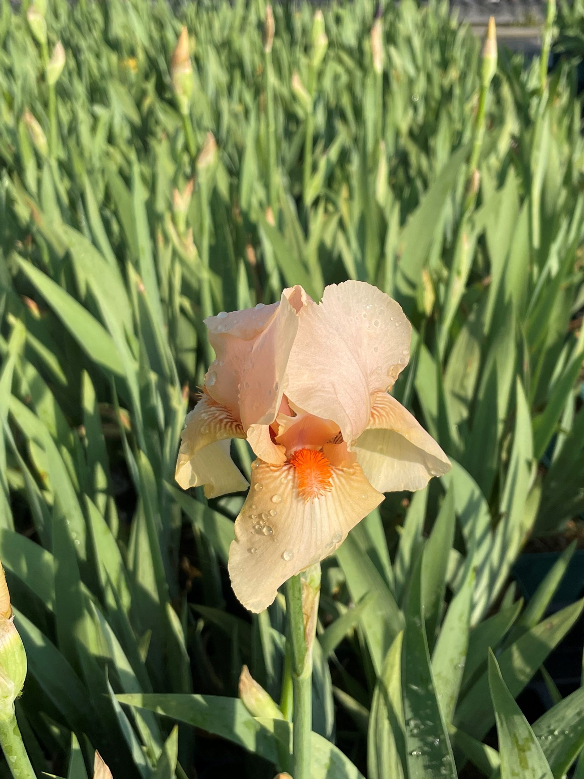 7927_iris_barbata_elatior_constance_wattez_BG_002.jpg