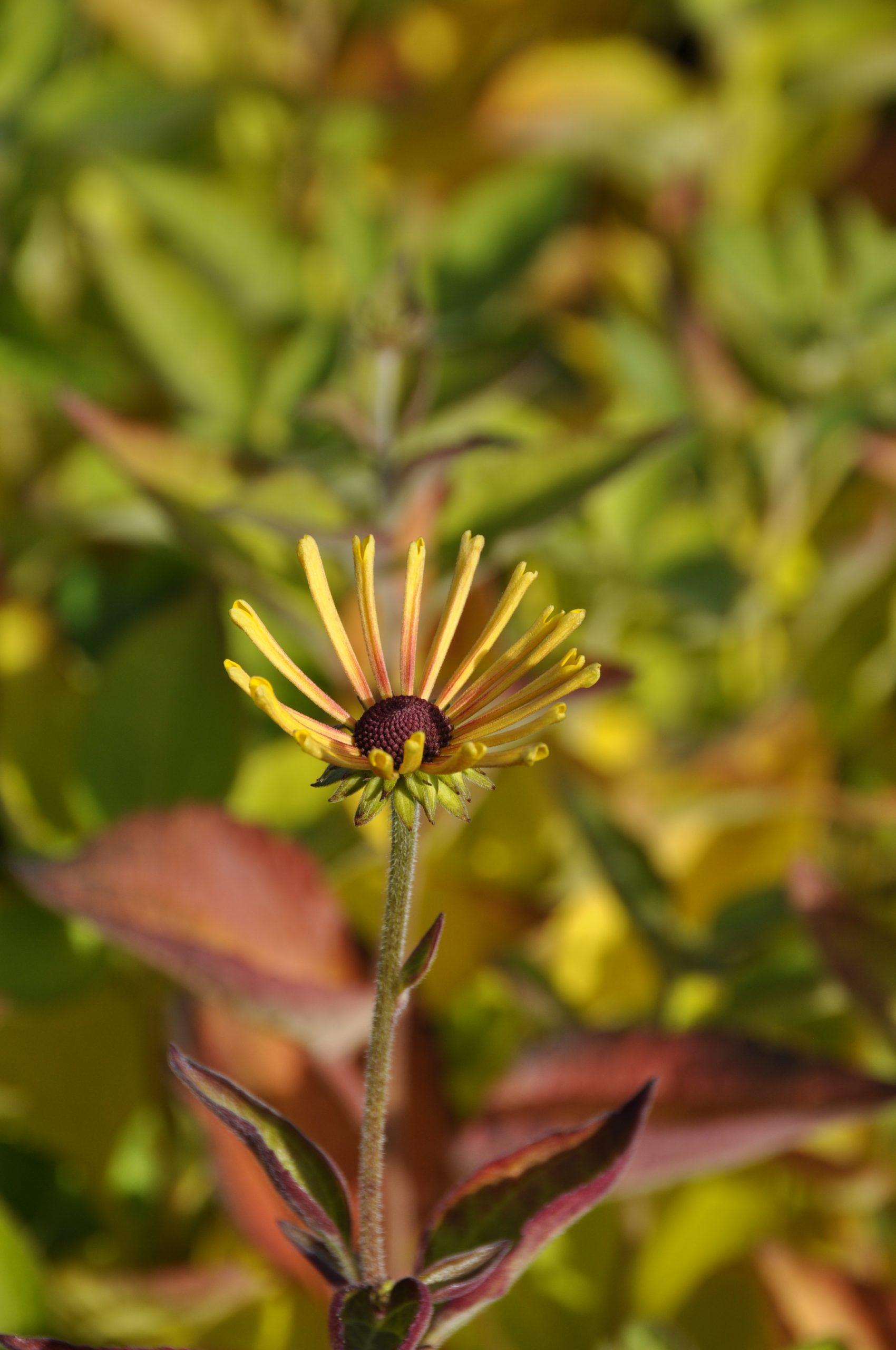 8094_rudbeckia_subtomentosa_little_henry_BG_001.jpg