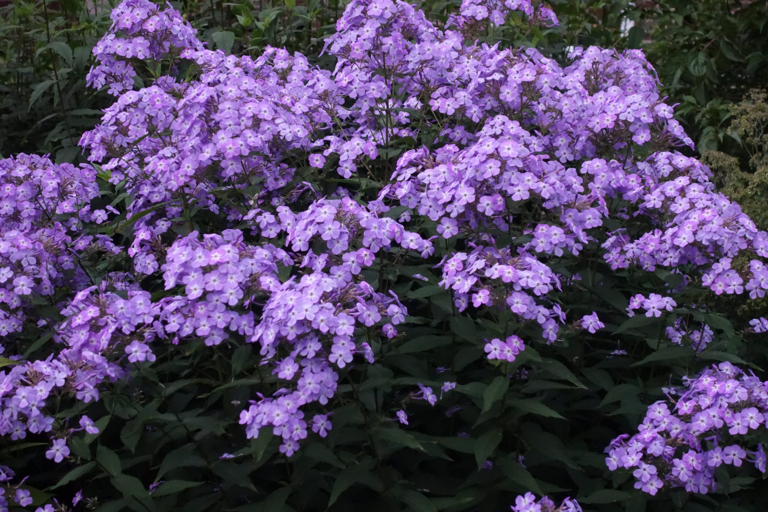 8398_phlox_paniculata_queen_paola_SS_002.jpg