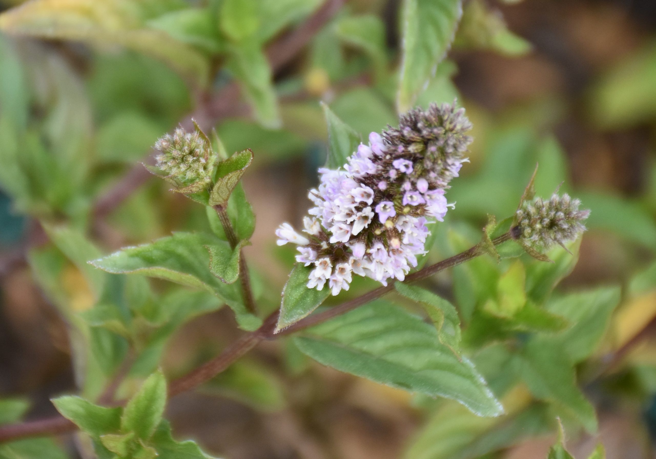 8819_mentha_piperita_after_eight_XS_003.jpg