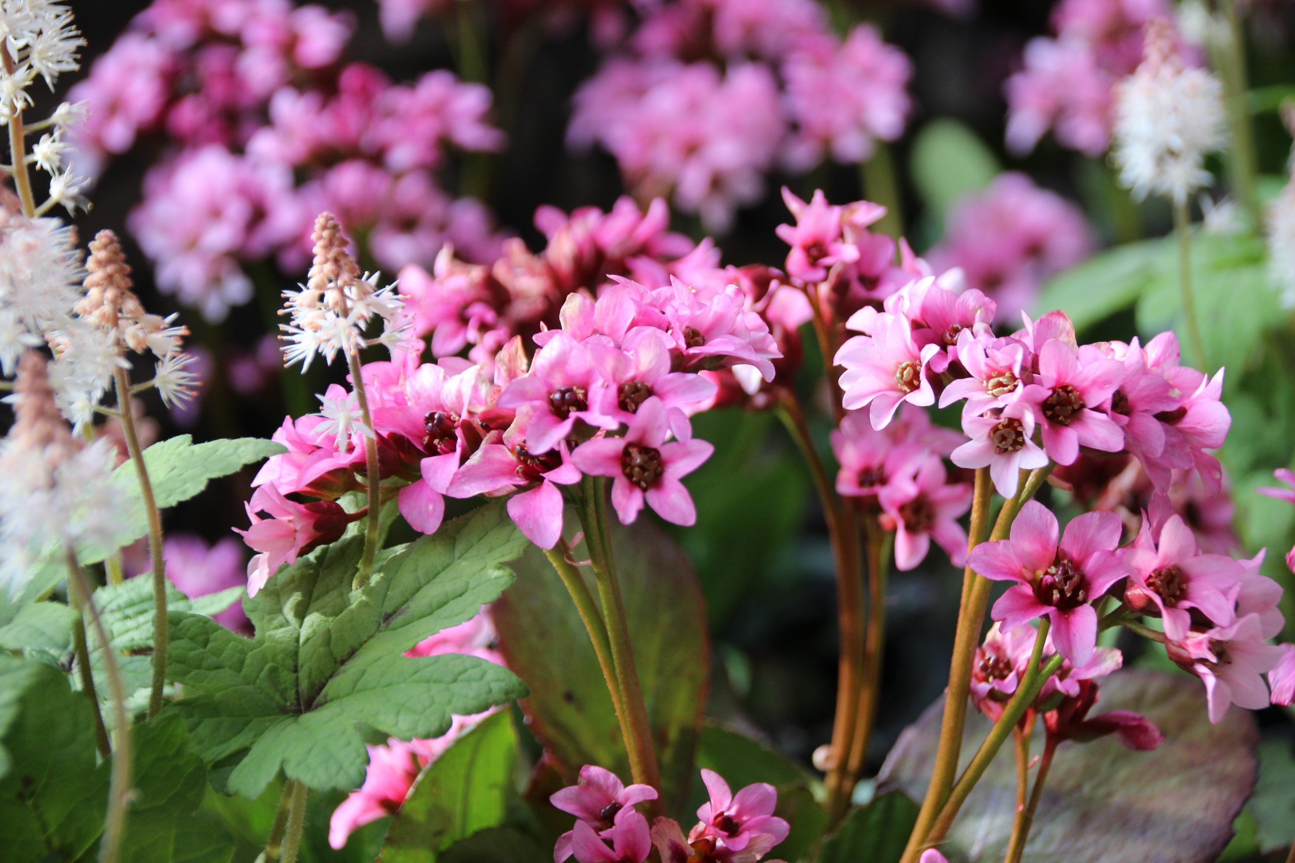 895_bergenia_cordifolia_pink_dragonfly_SS_001.jpeg