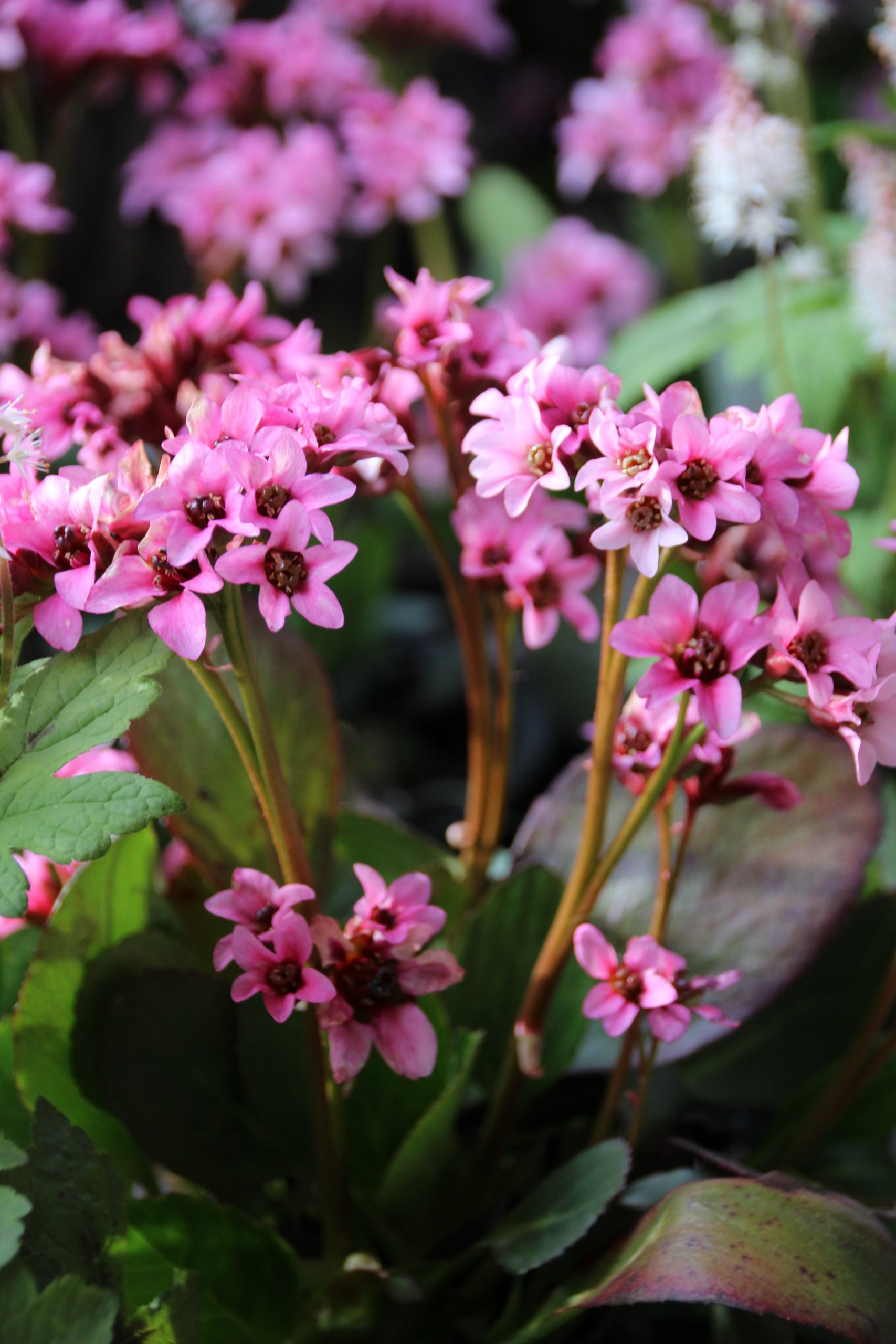 896_bergenia_cordifolia_pink_dragonfly_SS_002.jpeg