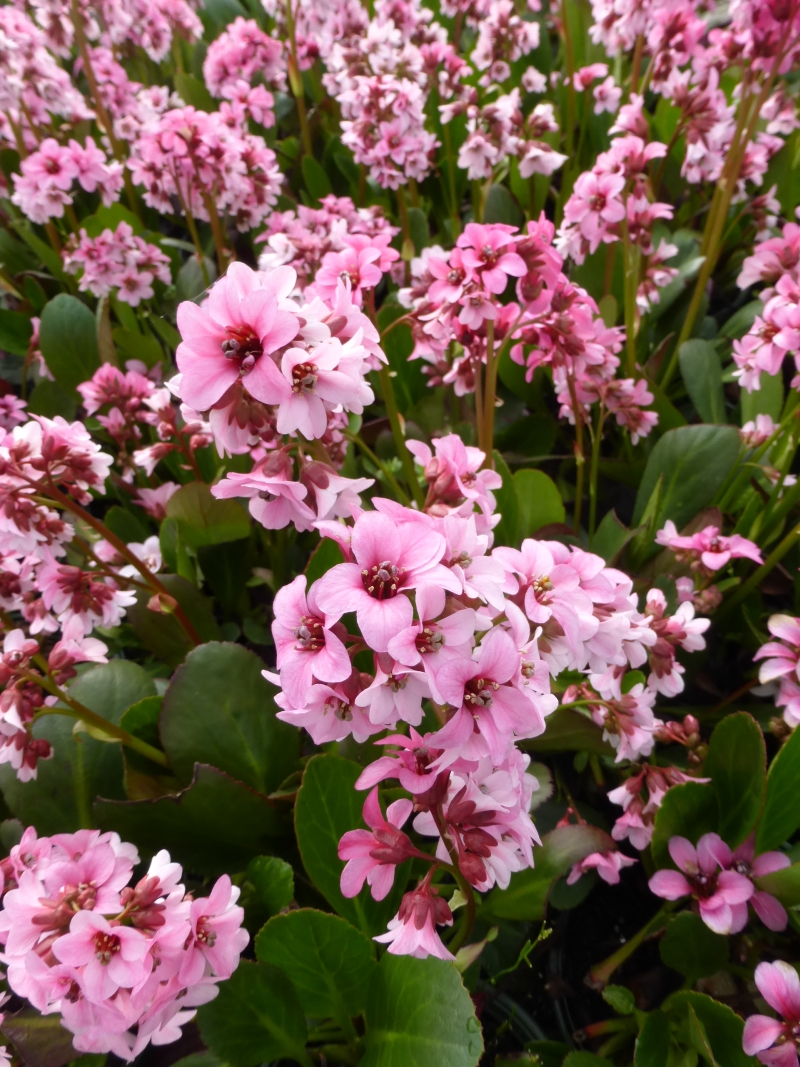 897_bergenia_cordifolia_pink_dragonfly_XS_003.jpeg