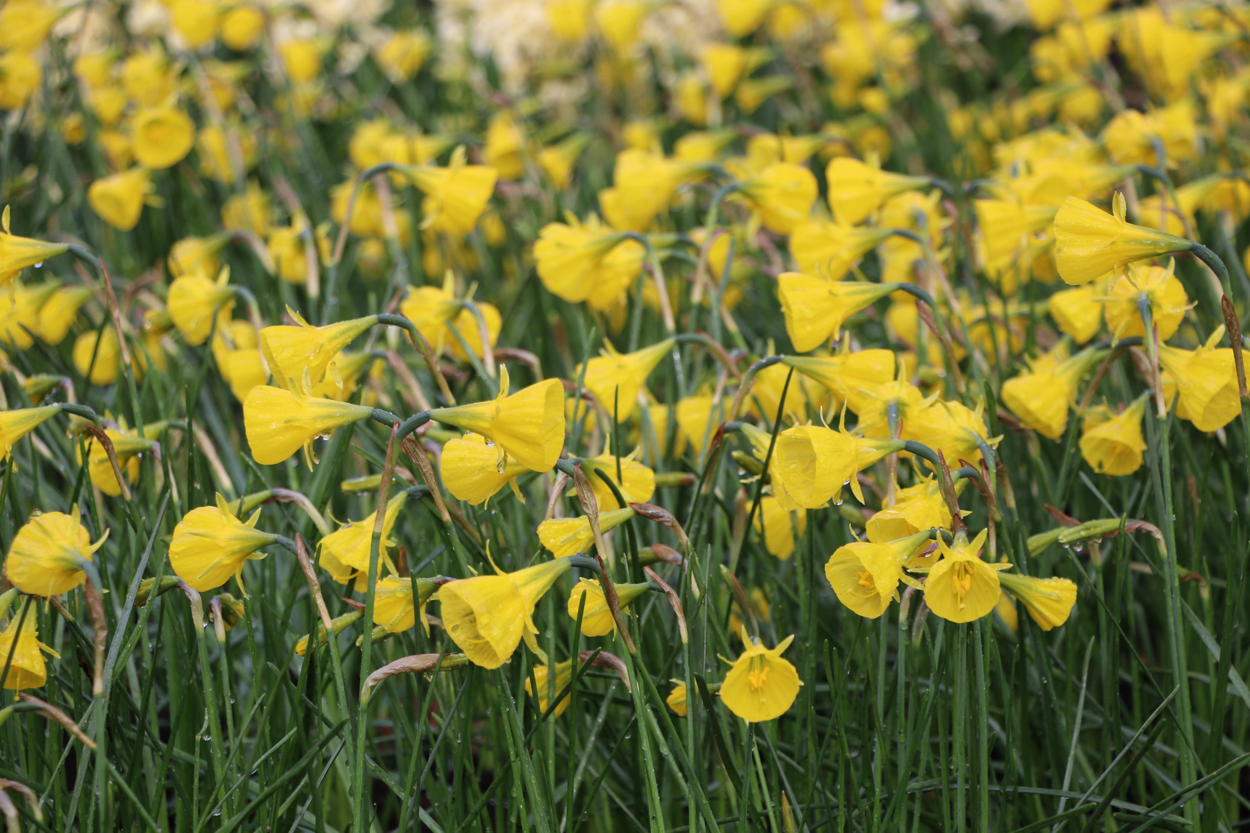 9137_narcissus_bulbocodium_var_conspicuus_BG_002.jpg