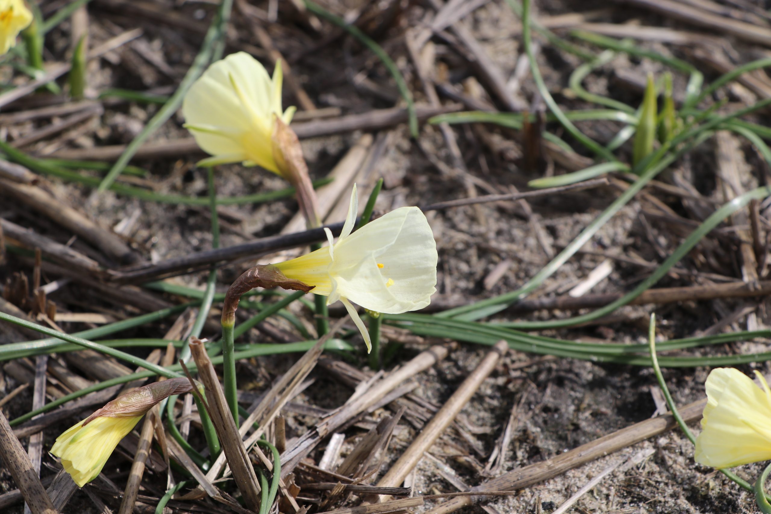 9141_narcissus_bulbocodium_white_petticoat_BG_002.jpg