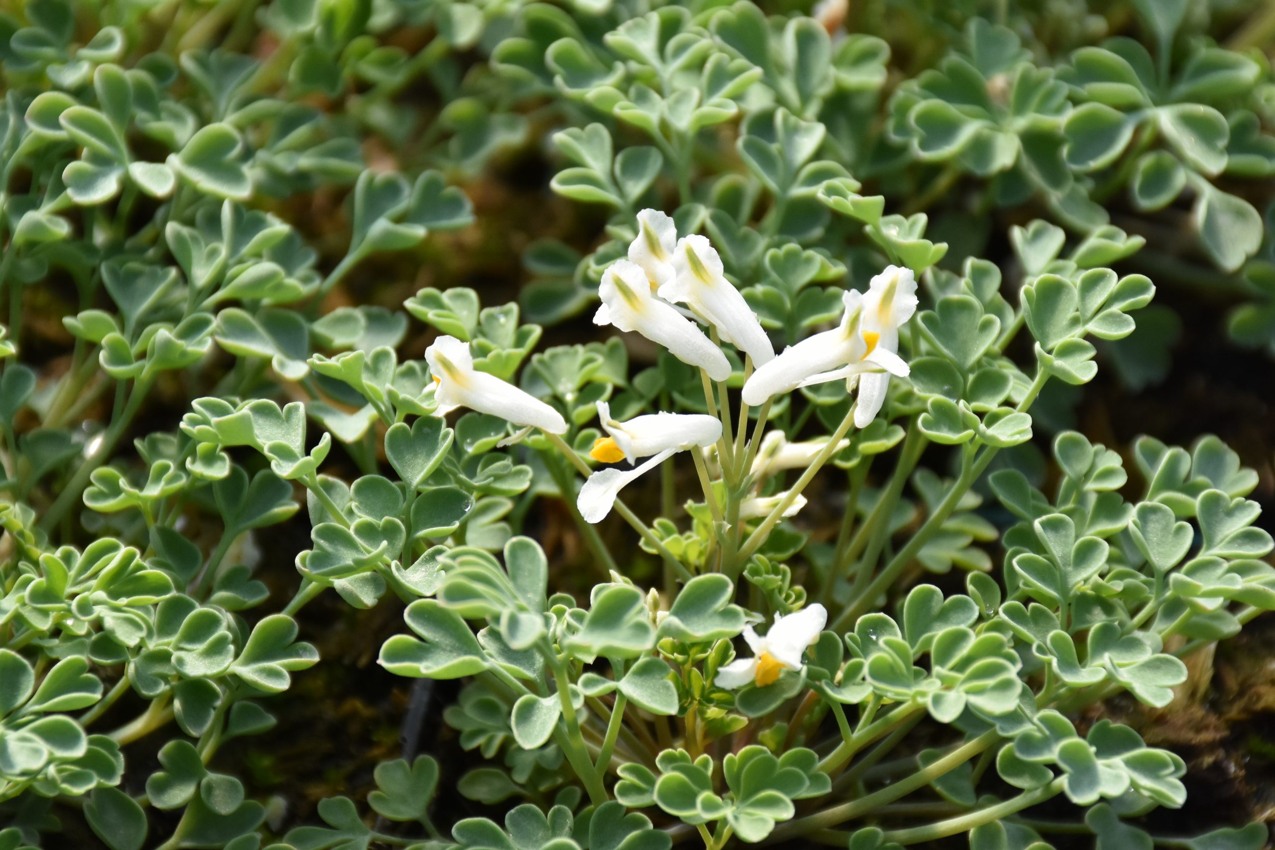 9167_corydalis_acaulis_XS_001-1.jpg