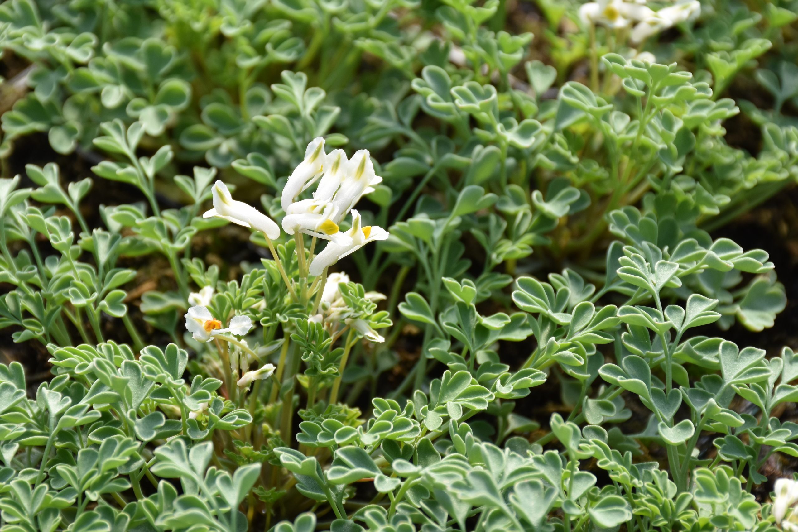 9169_corydalis_acaulis_XS_003-1.jpg