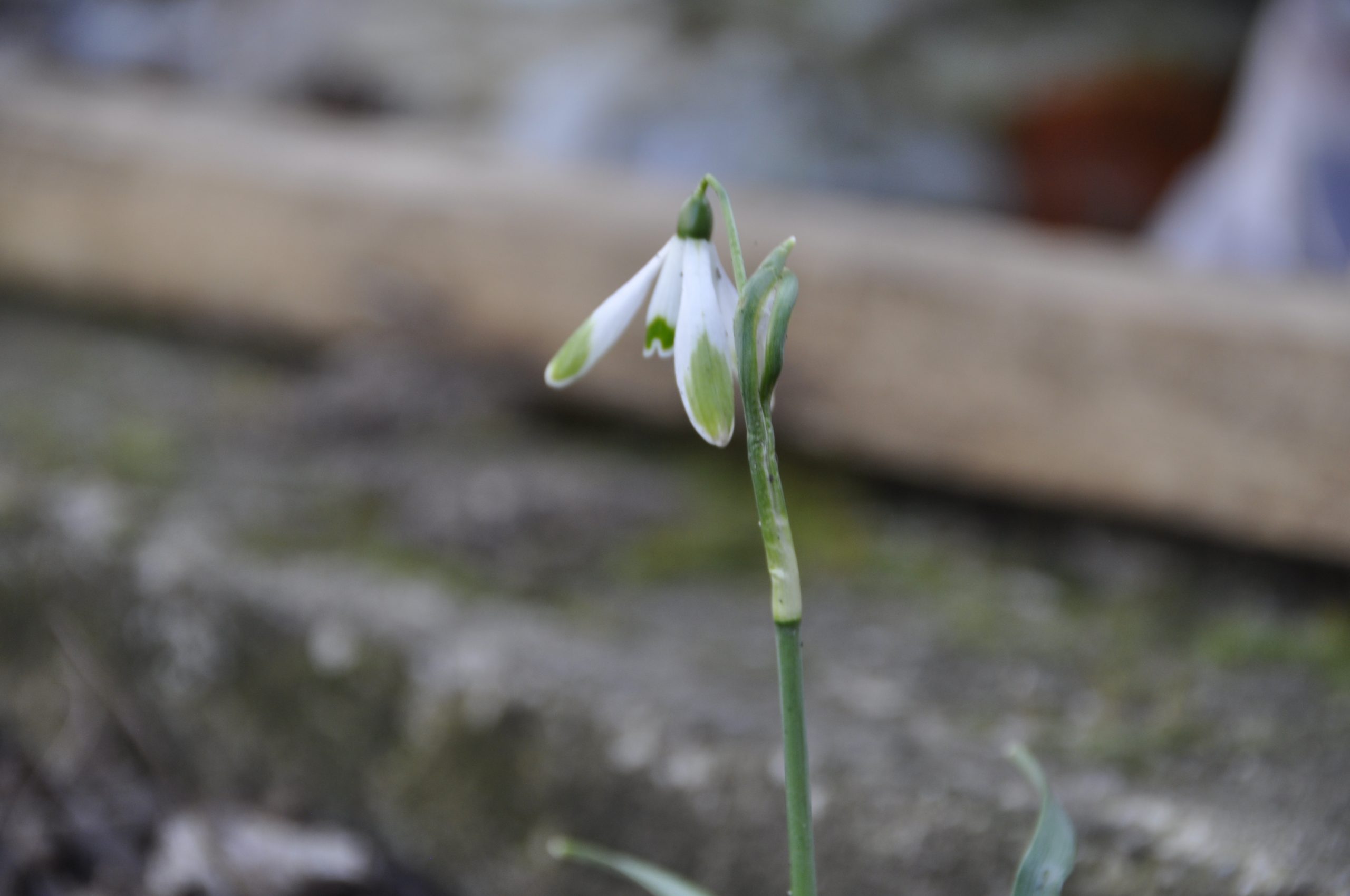 9255_galanthus_nivalis_viridiapice_BG_001.jpg