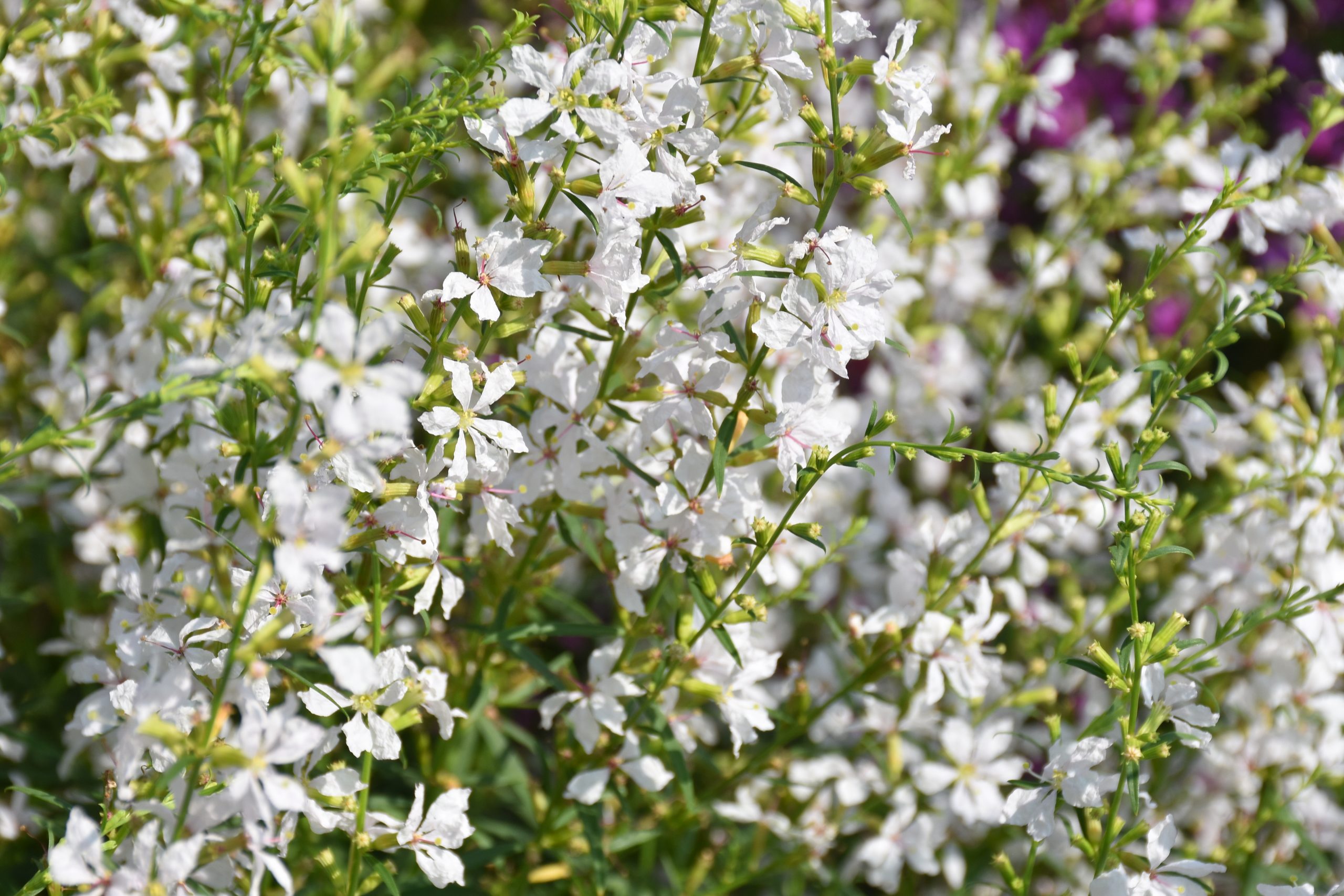 9684_lythrum_virgatum_white_swirl_XS_002.jpg