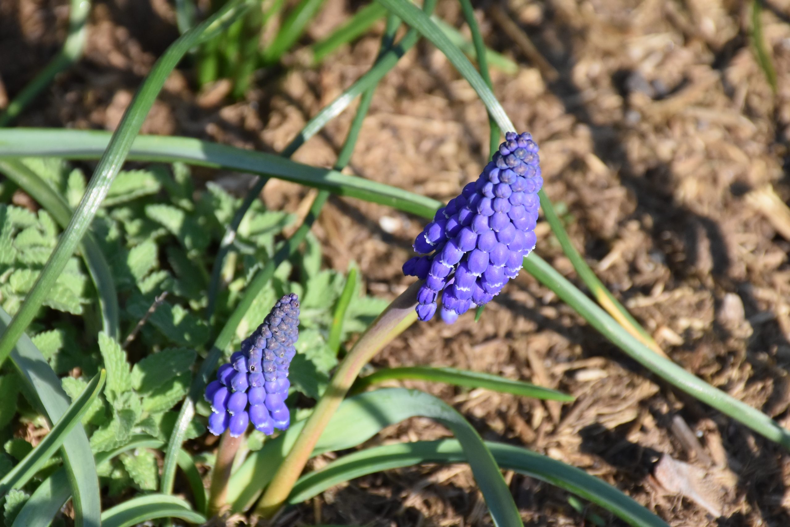 9700_muscari_cultorum_lindsay_XS_001.jpg