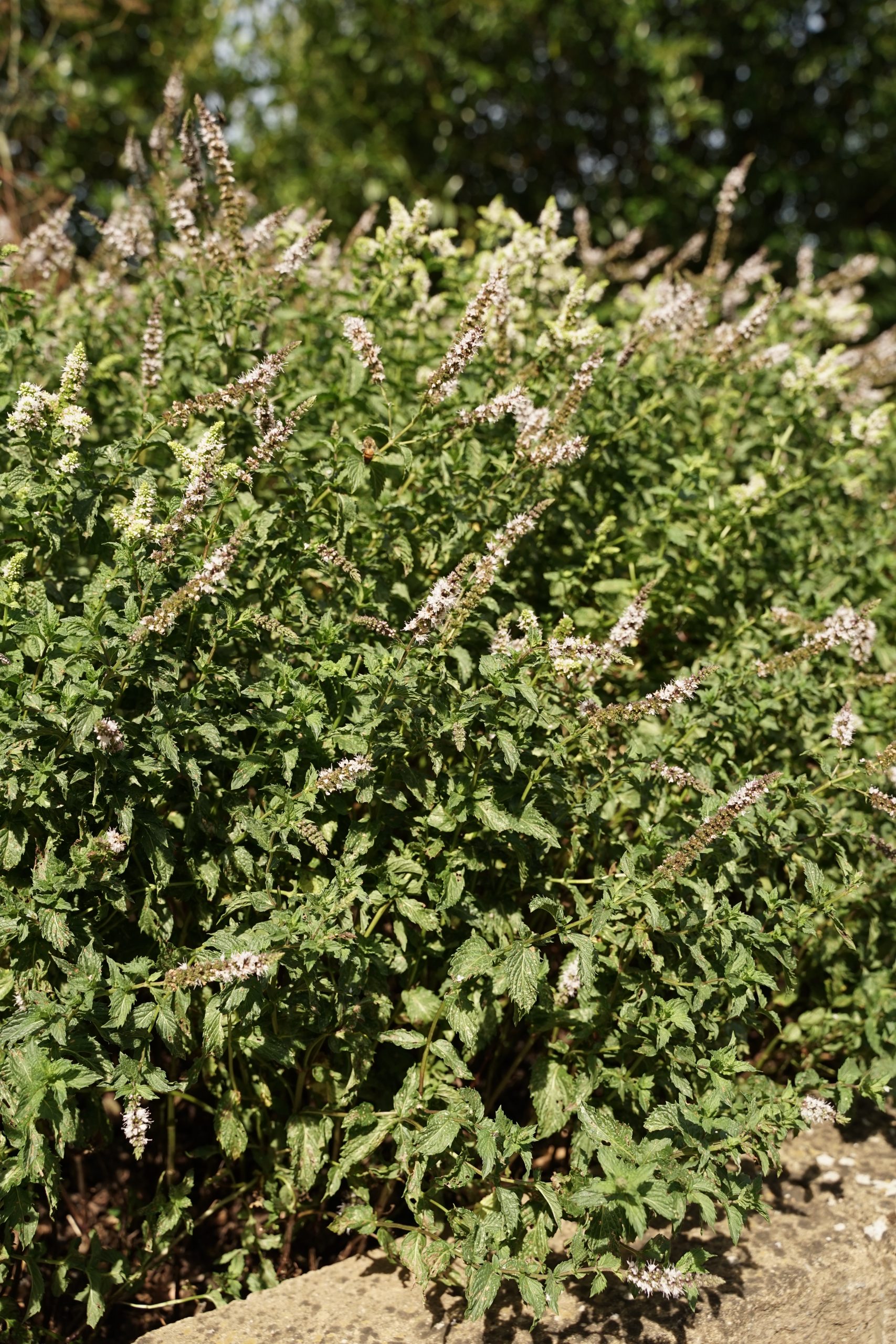 10612_mentha_spicata_SS_002.jpg