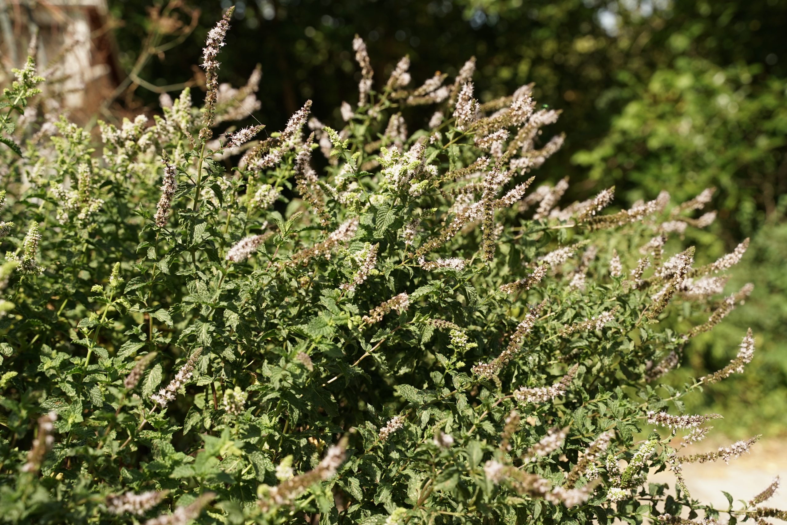 10613_mentha_spicata_SS_003.jpg