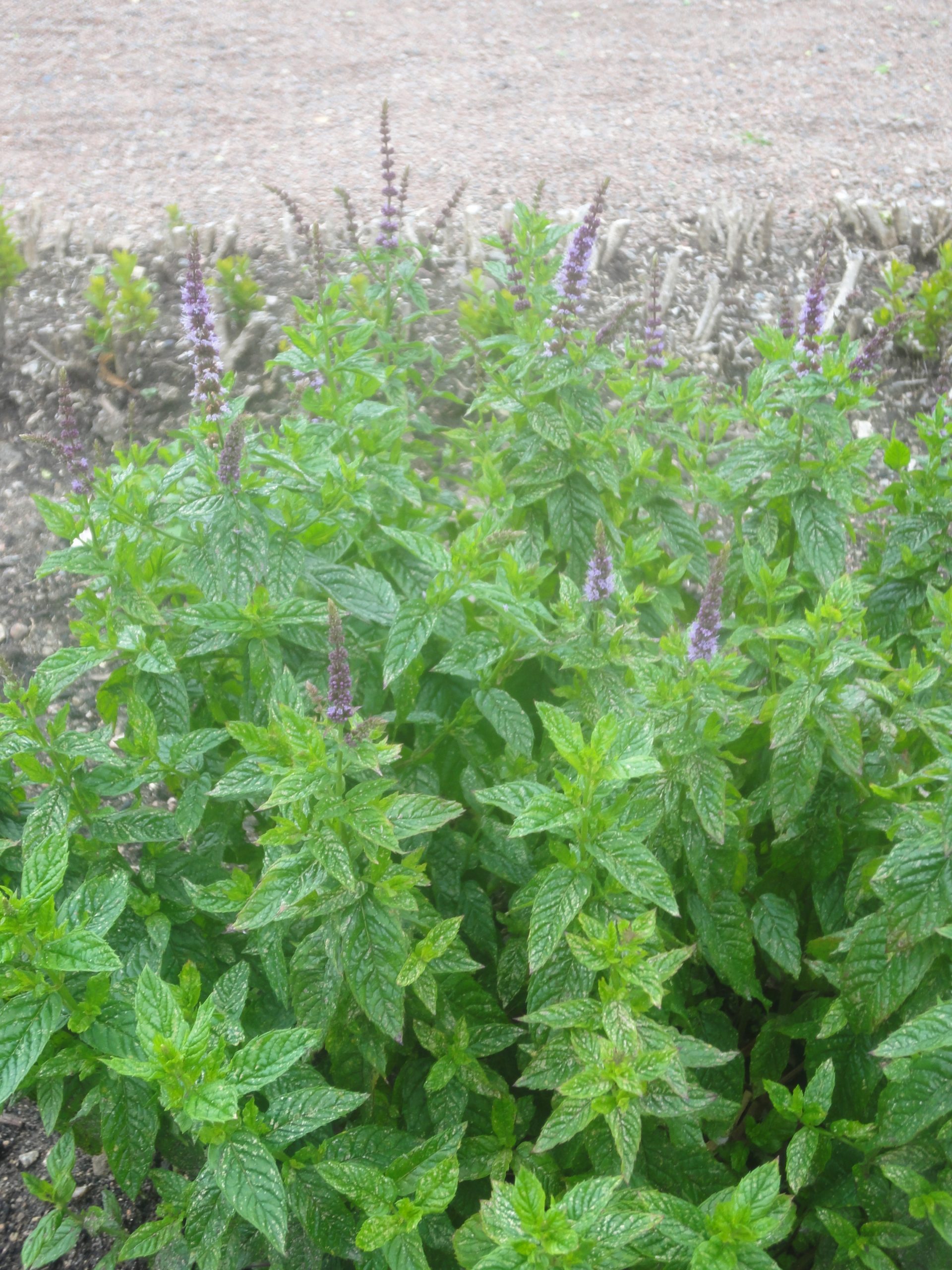 3210_mentha_spicata_SS_001.jpeg