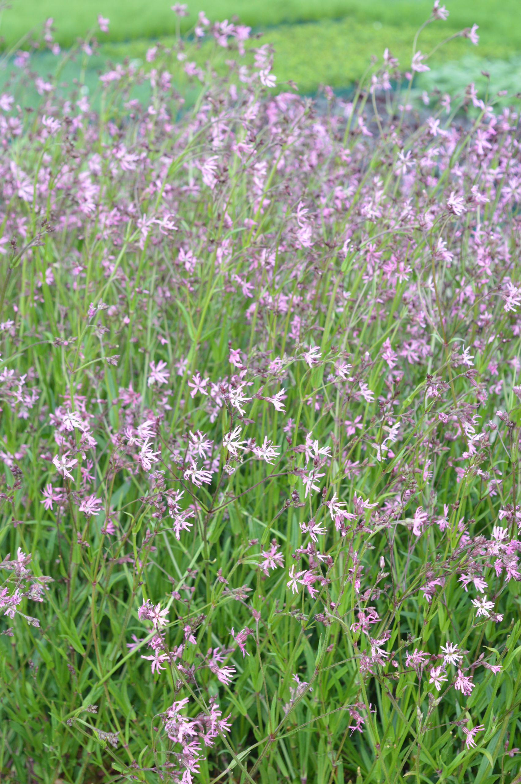 5420_lychnis_flos_cuculi_SS_001.jpeg