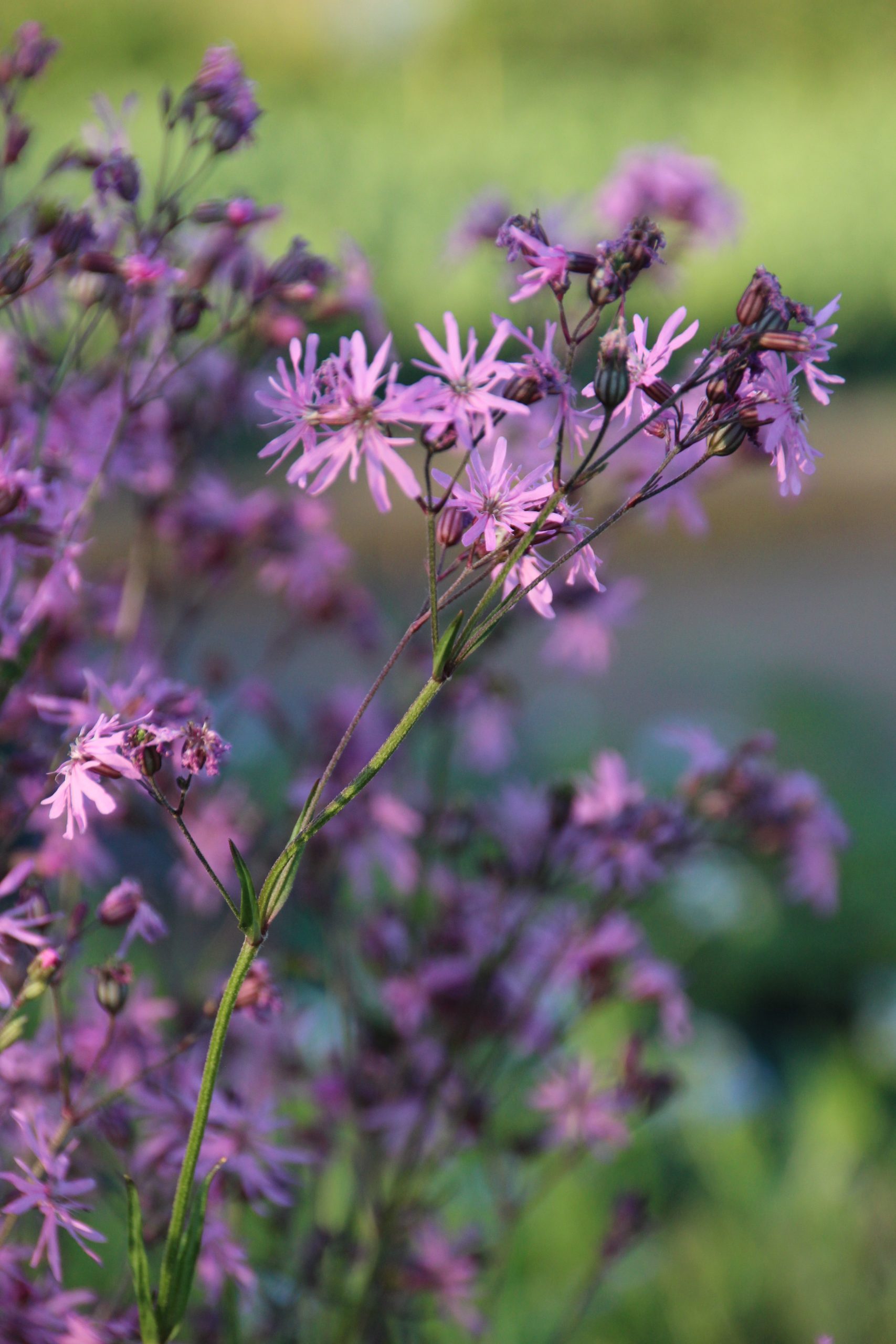 5421_lychnis_flos_cuculi_SS_002.jpeg