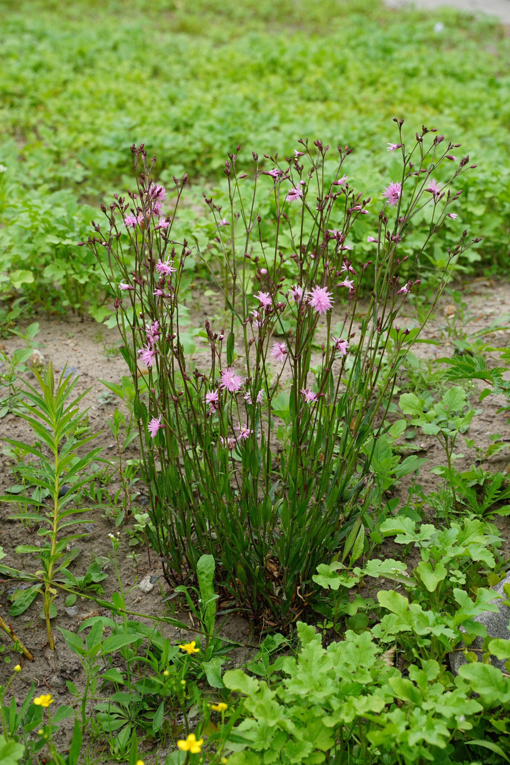 5423_lychnis_flos_cuculi_SS_004.jpeg