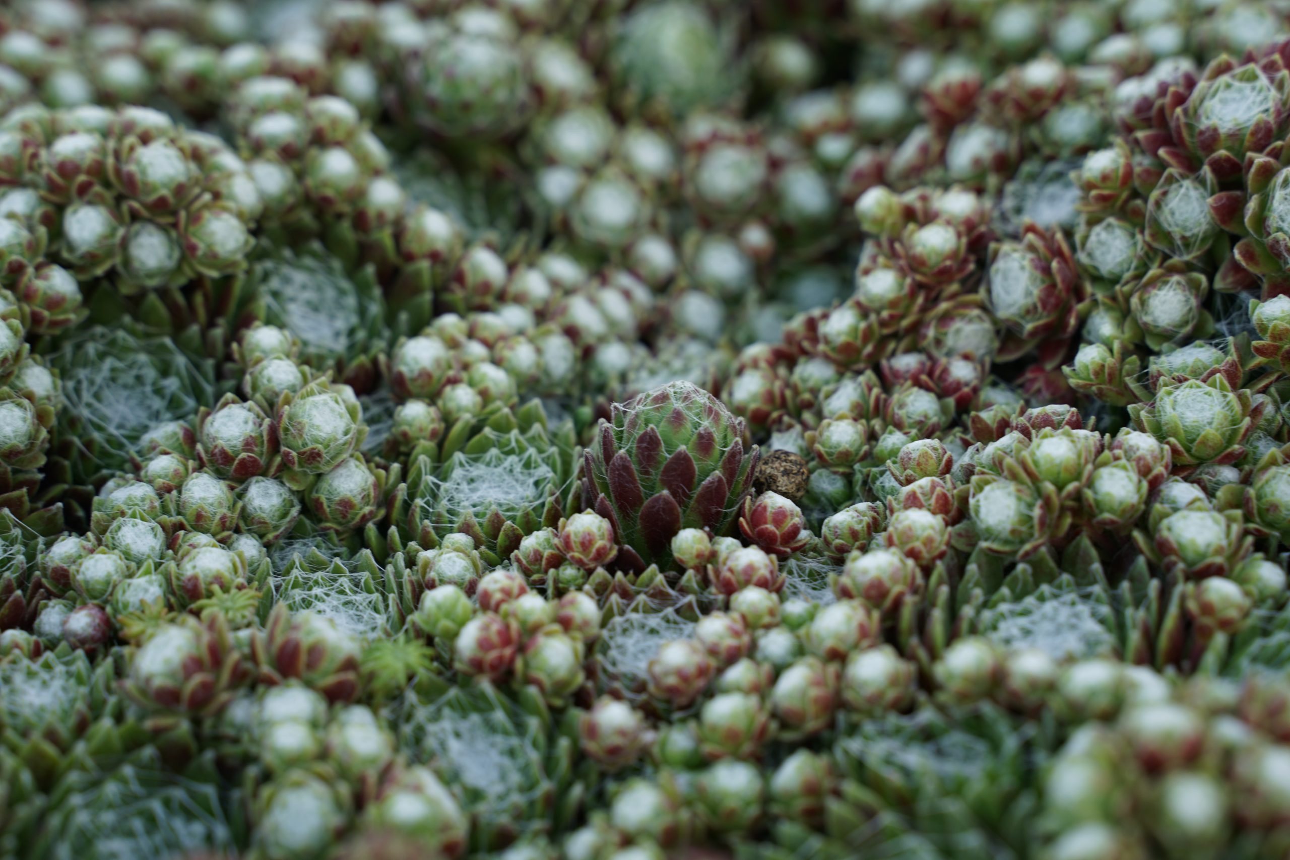 6710_sempervivum_arachnoidum_sirius_SS_005.jpeg