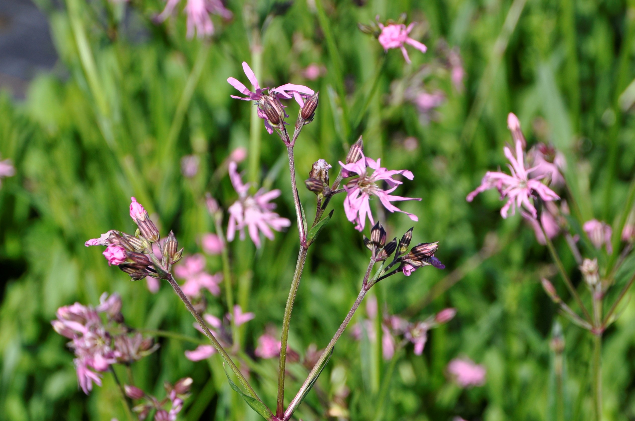 7964_lychnis_flos_cuculi_BG_005.jpg