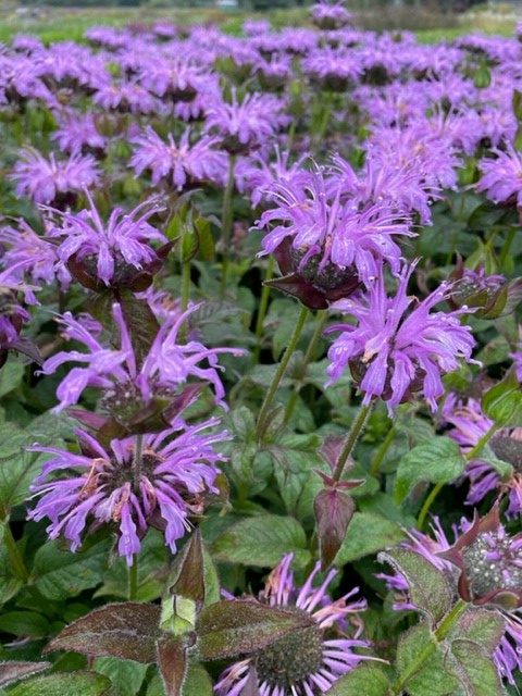 8373_monarda_sugar_buzz_blue_moon_SS_002.jpg