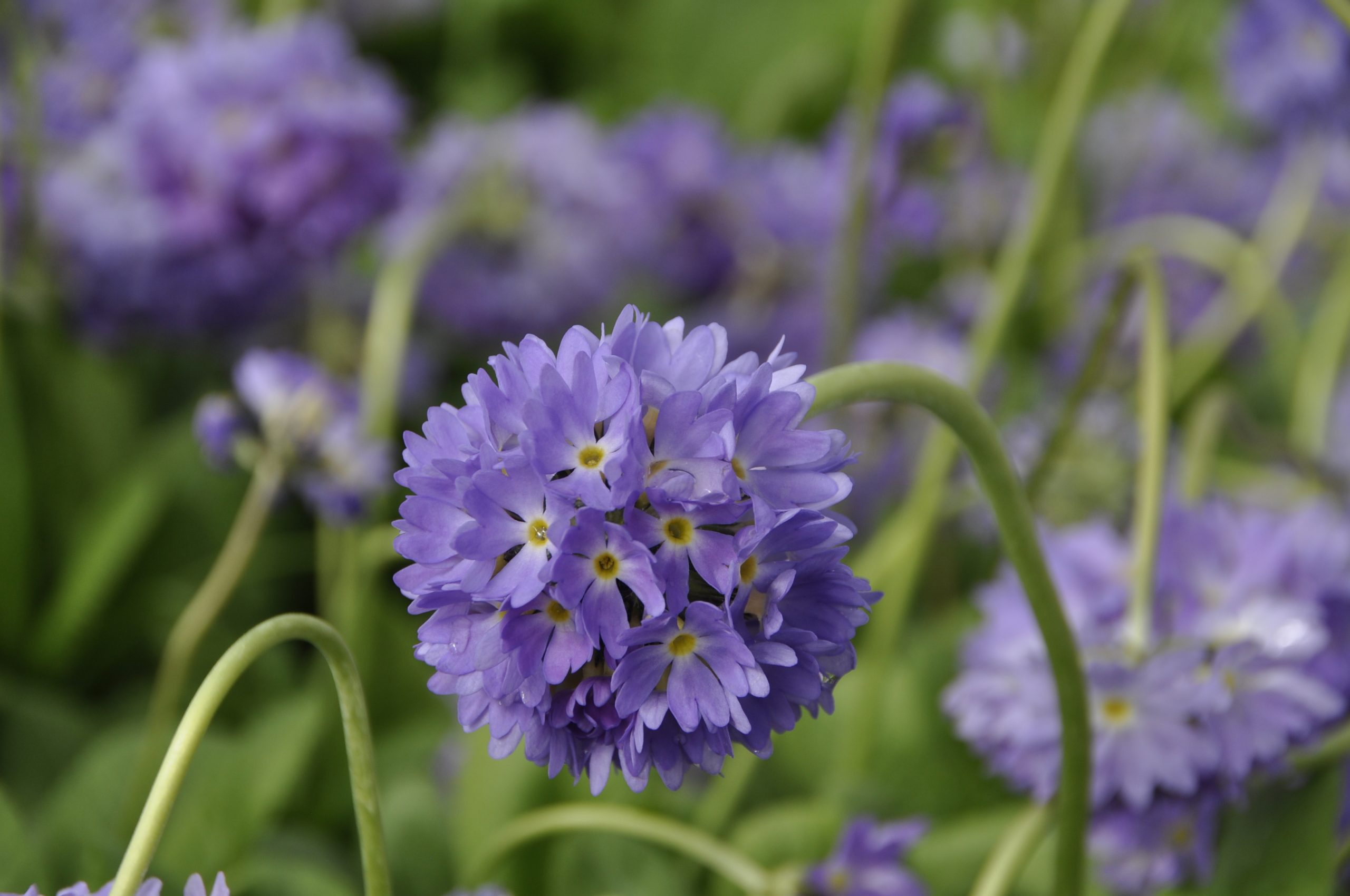 9227_primula_denticulata_BG_001.jpg