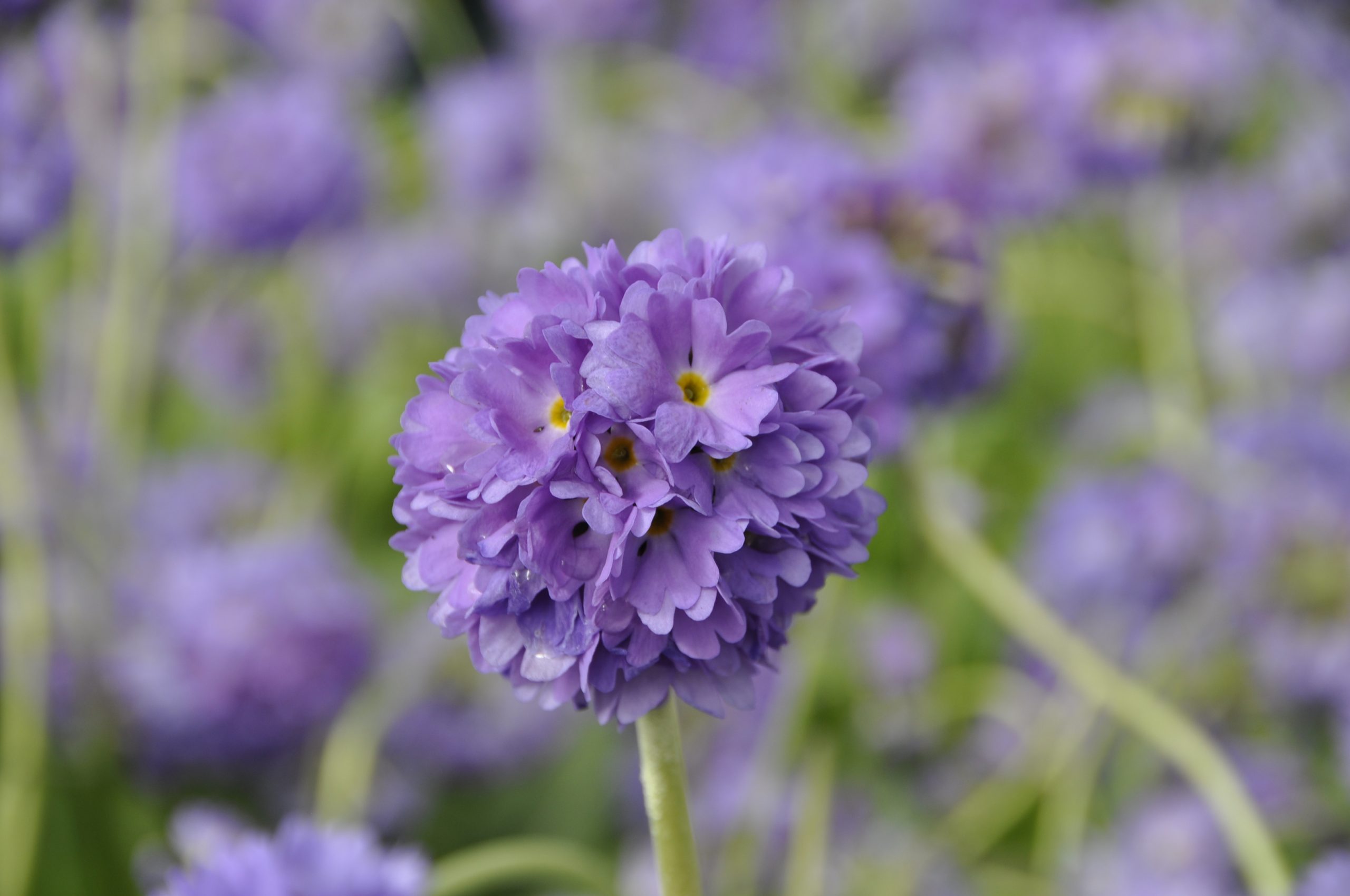 9228_primula_denticulata_BG_002.jpg