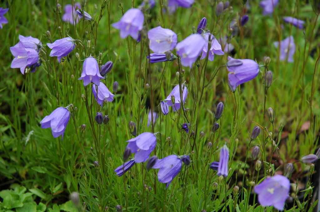 P1030_1.jpg