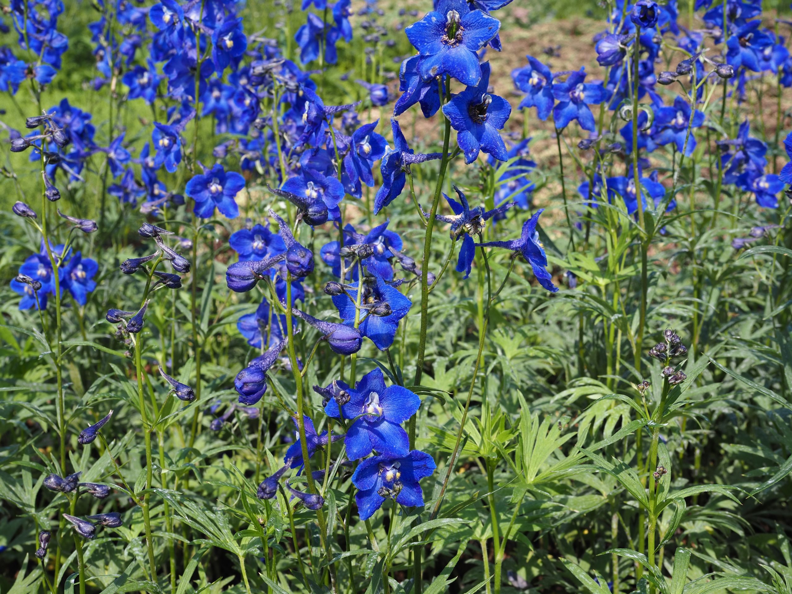 10006_delphinium_belladonna_atlantis_BG_003.jpg