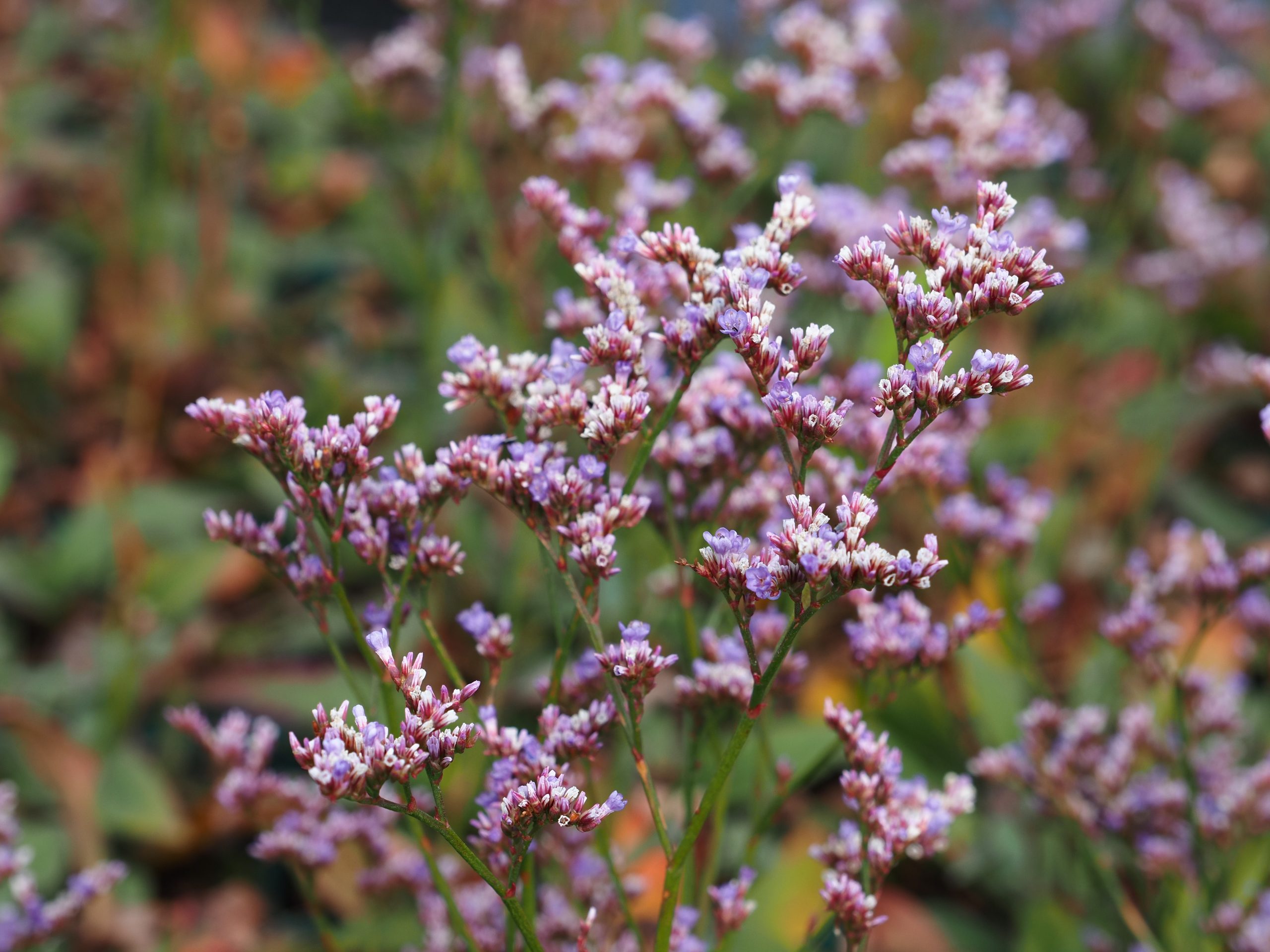 10016_limonium_gmelinii_dazzle_rocks_BG_007.jpg