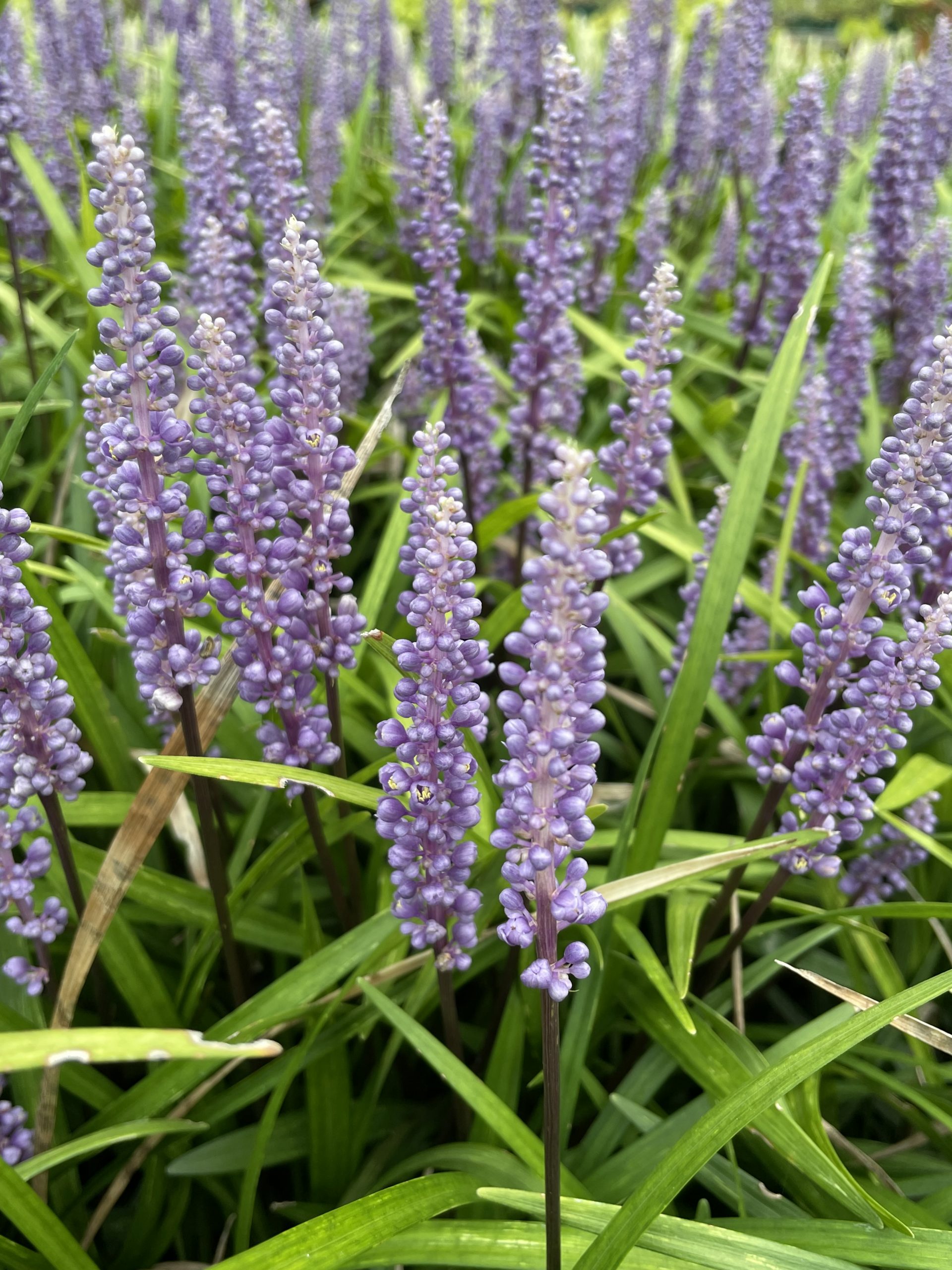 10018_liriope_muscari_big_blue_BG_005.jpg