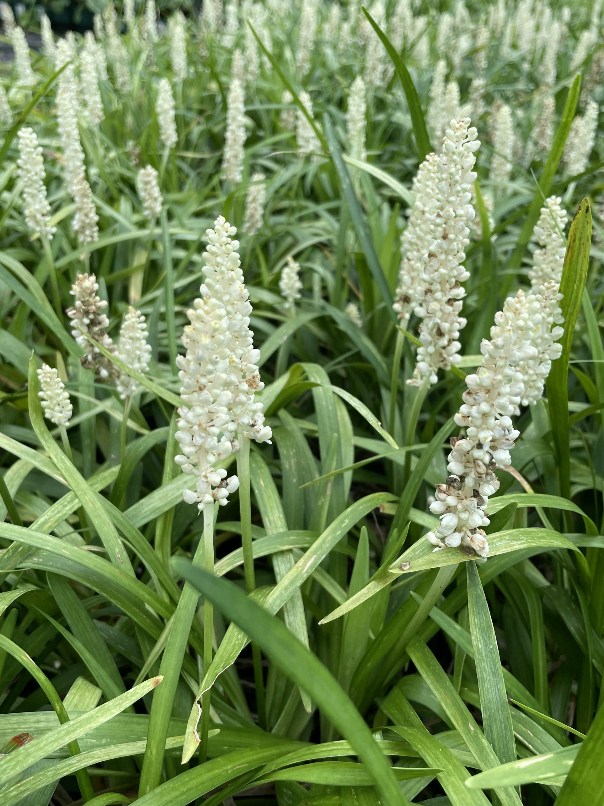 10019_liriope_muscari_monroe_white_BG_004.jpg