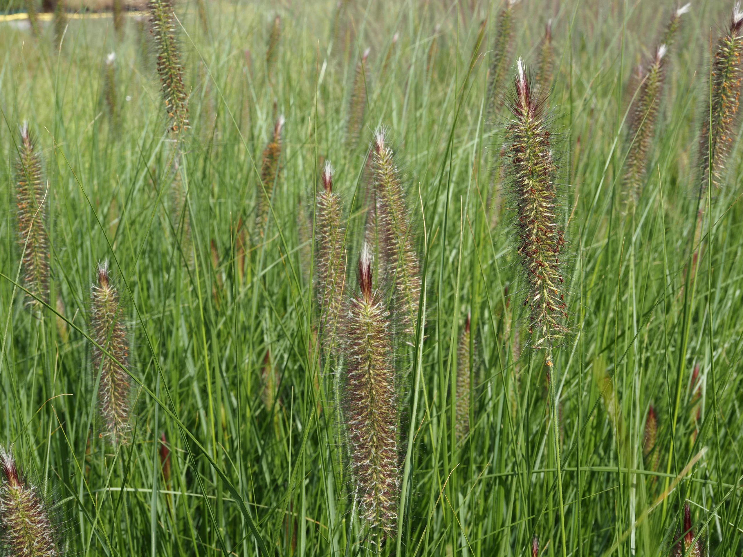 10028_pennisetum_alopecuroides_japonicum_BG_001.jpg