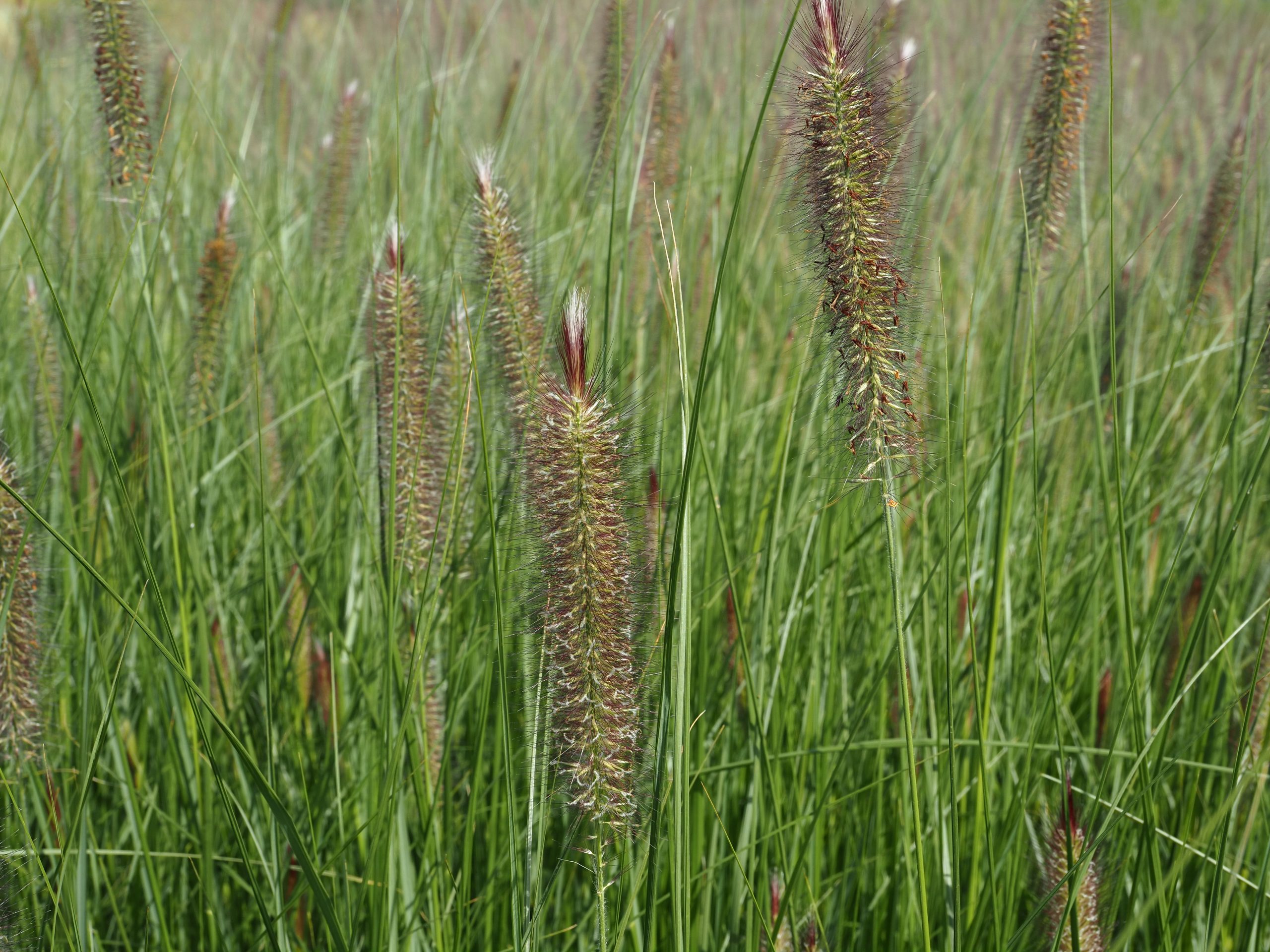 10029_pennisetum_alopecuroides_japonicum_BG_002.jpg