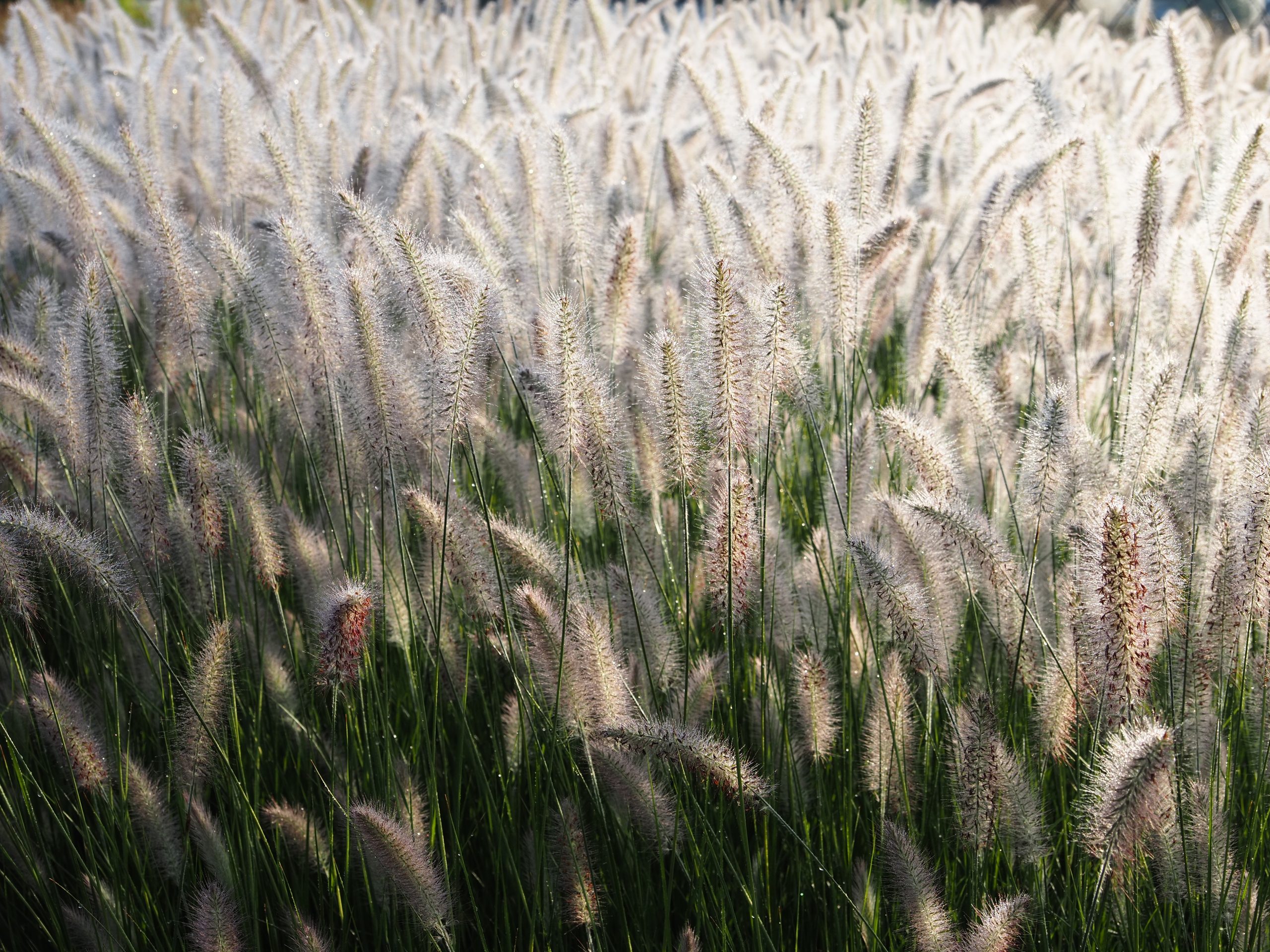 10063_pennisetum_alopecuroides_hameln_BG_004.jpg