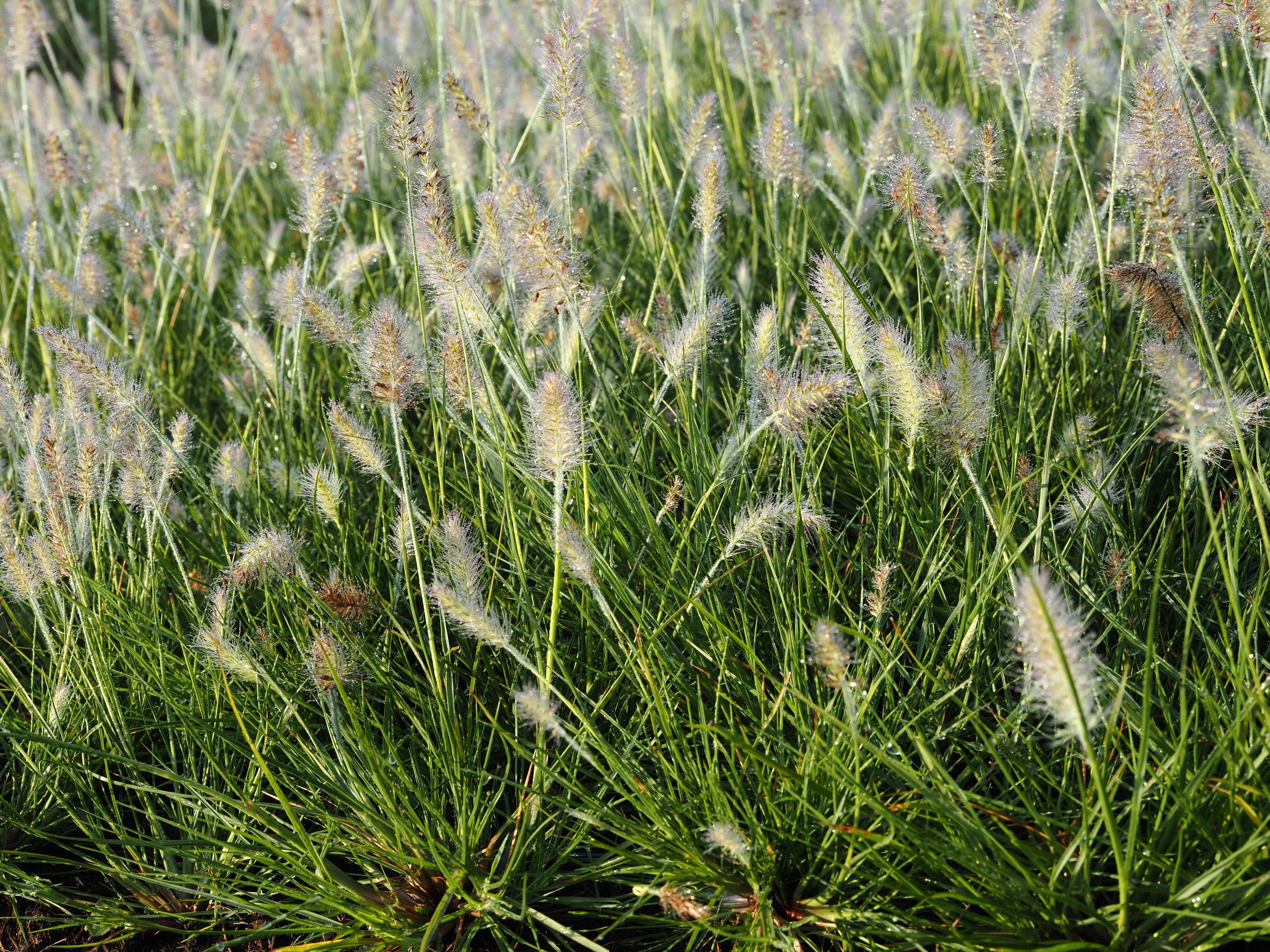 10065_pennisetum_alopecuroides_little_bunny_BG_003.jpg