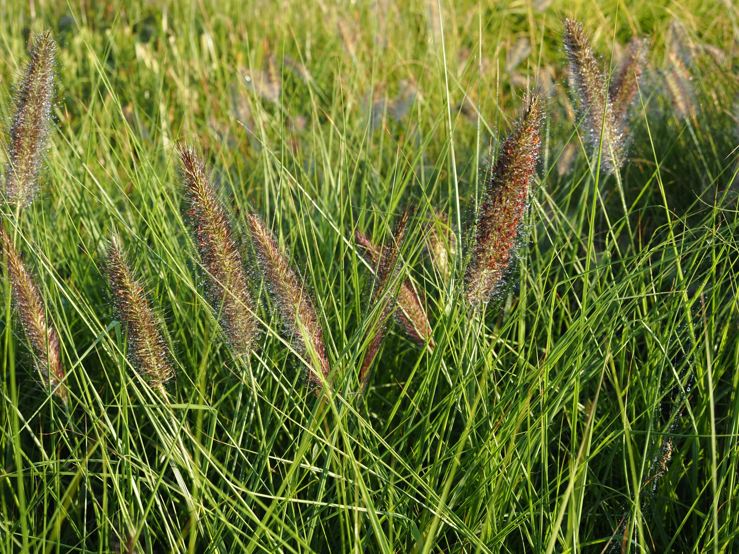 10066_pennisetum_alopecuroides_var_viridescens_BG_003.jpg