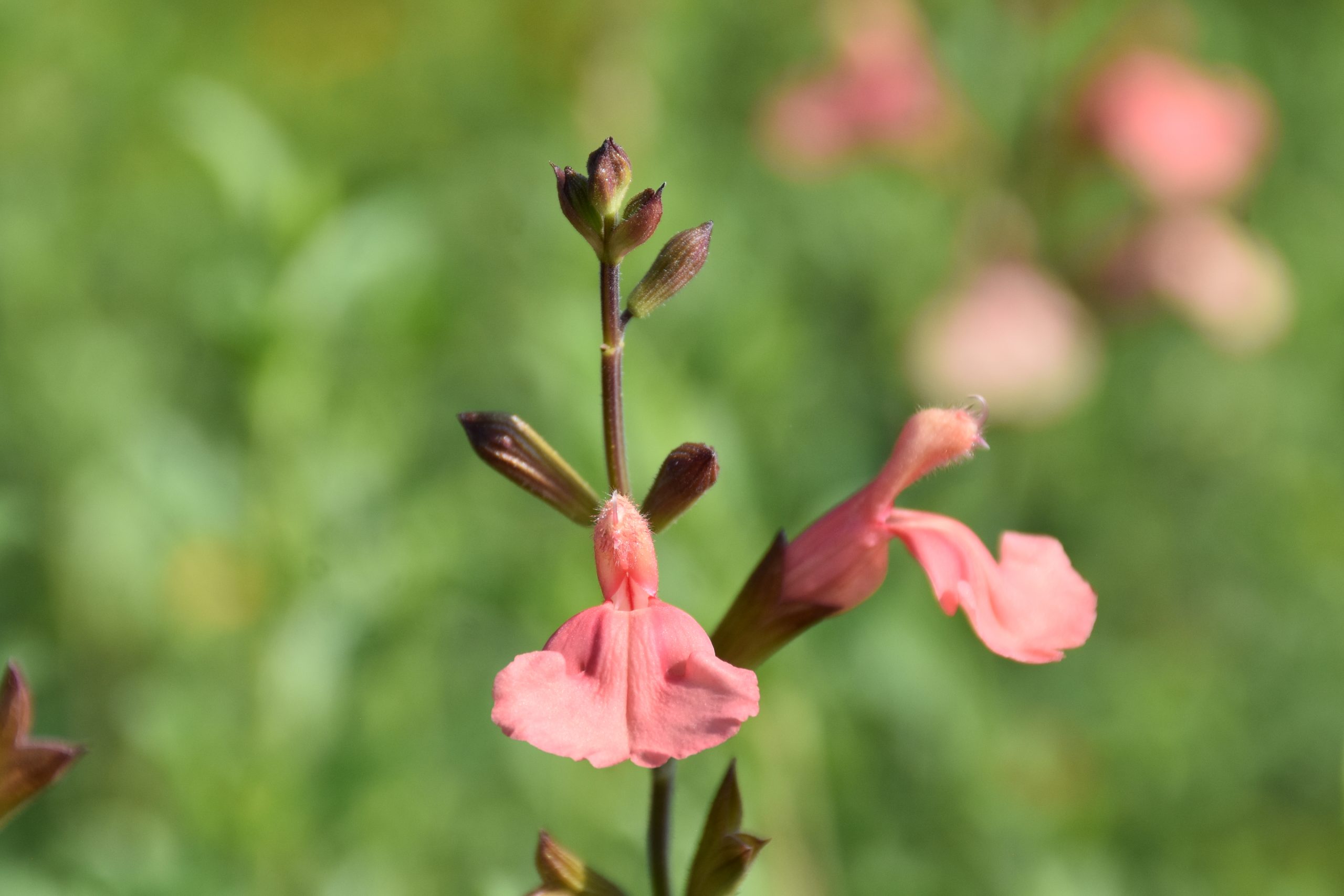 10078_salvia_microphylla_papajan_XS_003.jpg
