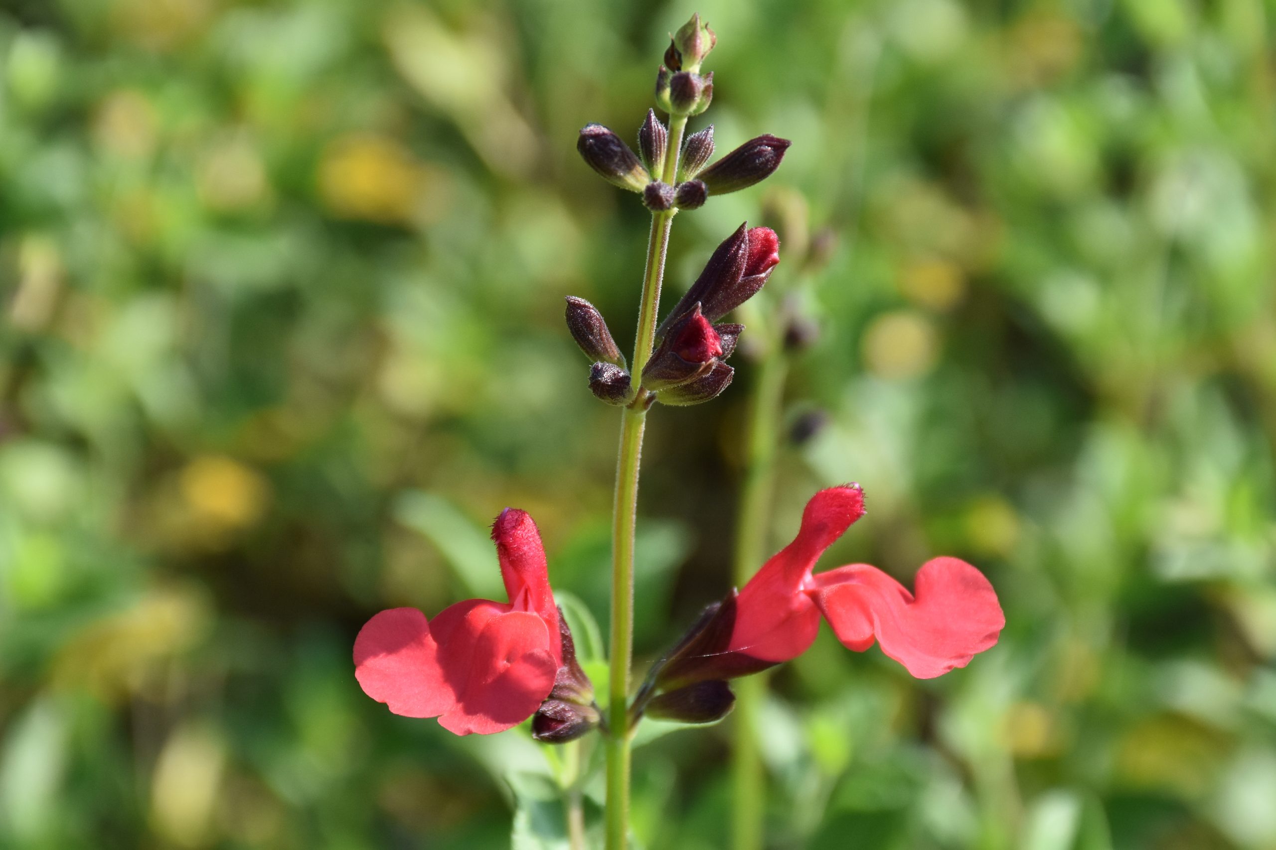 10079_salvia_microphylla_suzanne_XS_001.jpg