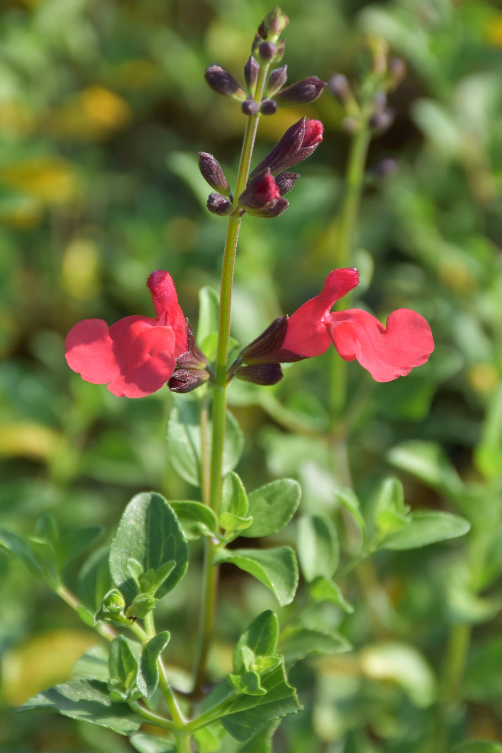 10080_salvia_microphylla_suzanne_XS_002.jpg