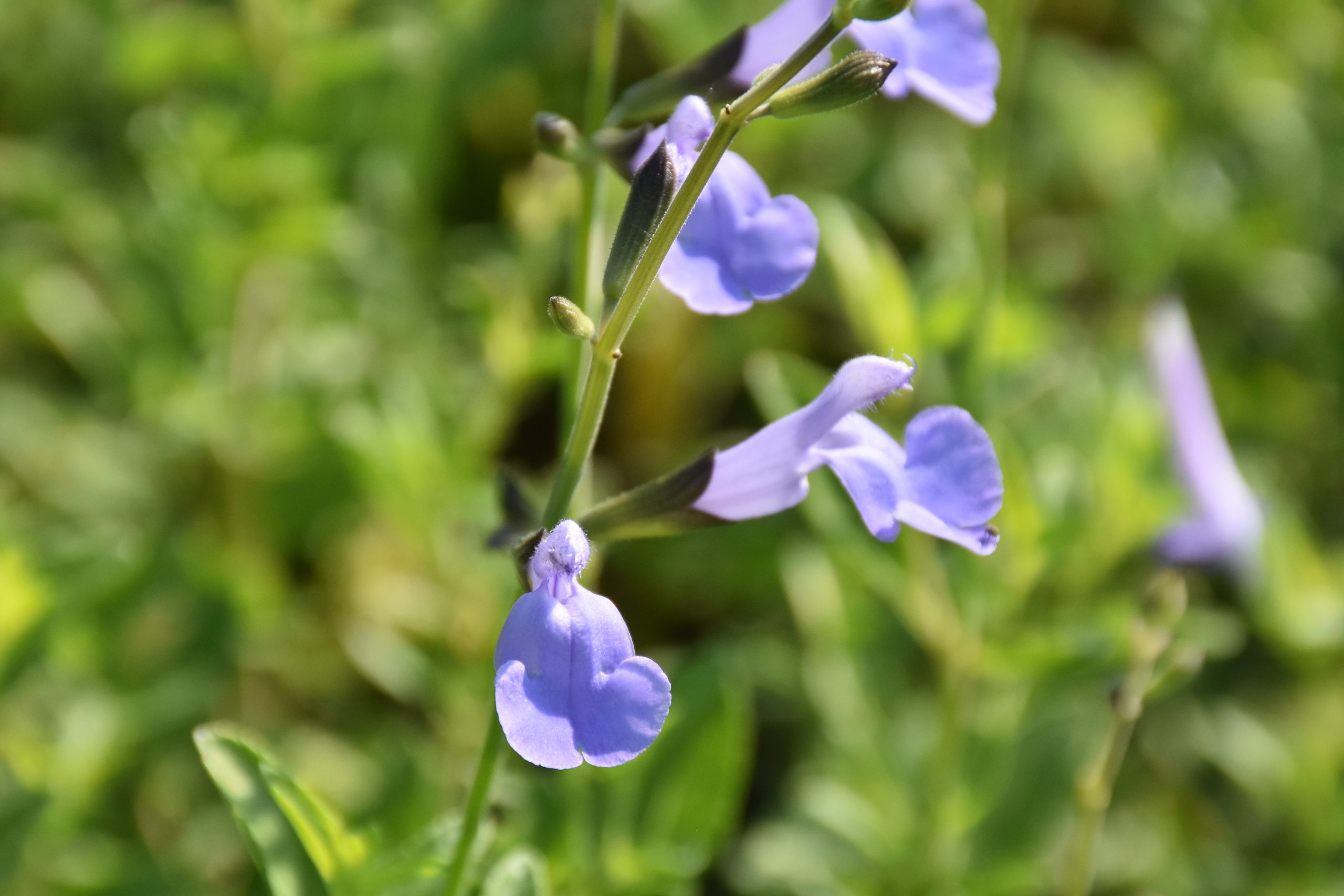 10082_salvia_microphylla_delice_aquamarine_XS_001.jpg