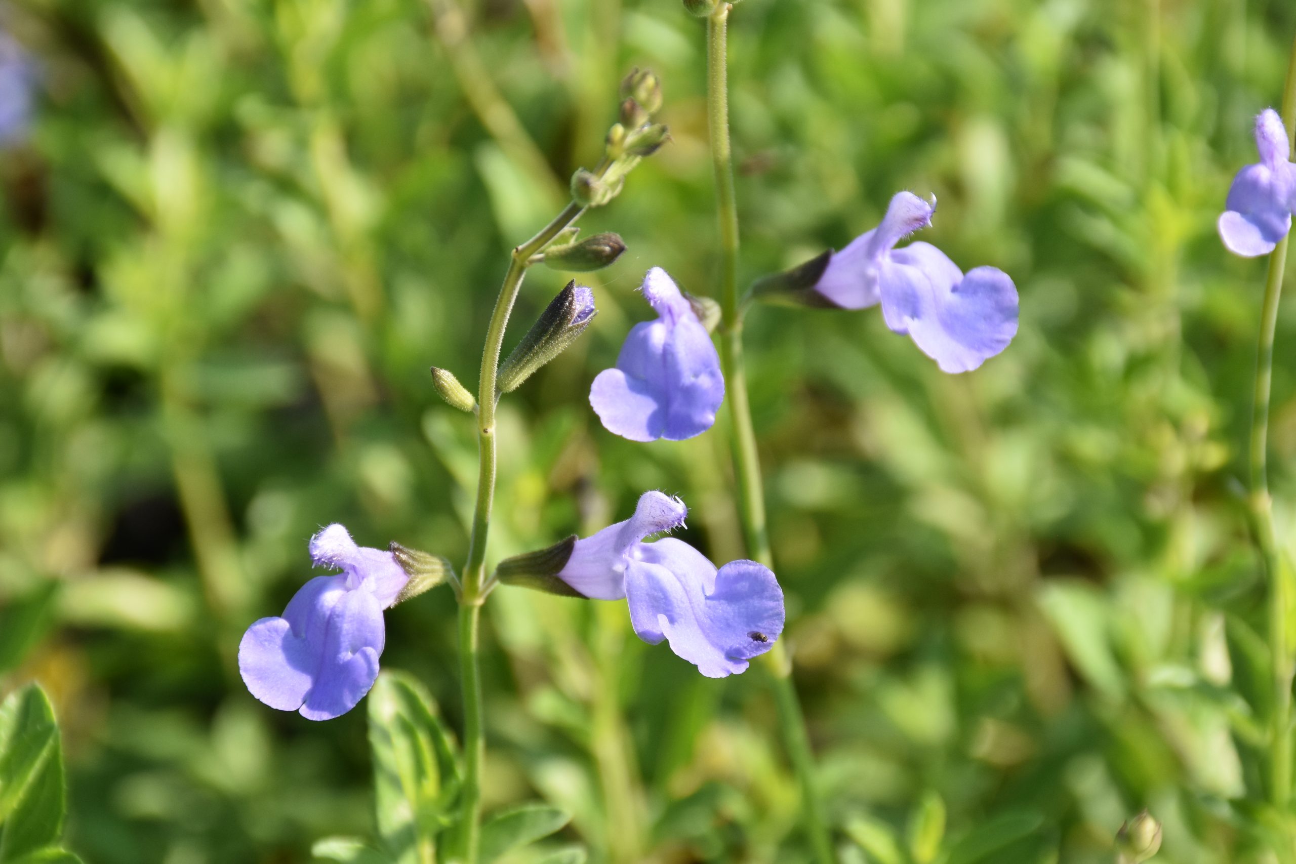 10083_salvia_microphylla_delice_aquamarine_XS_002.jpg