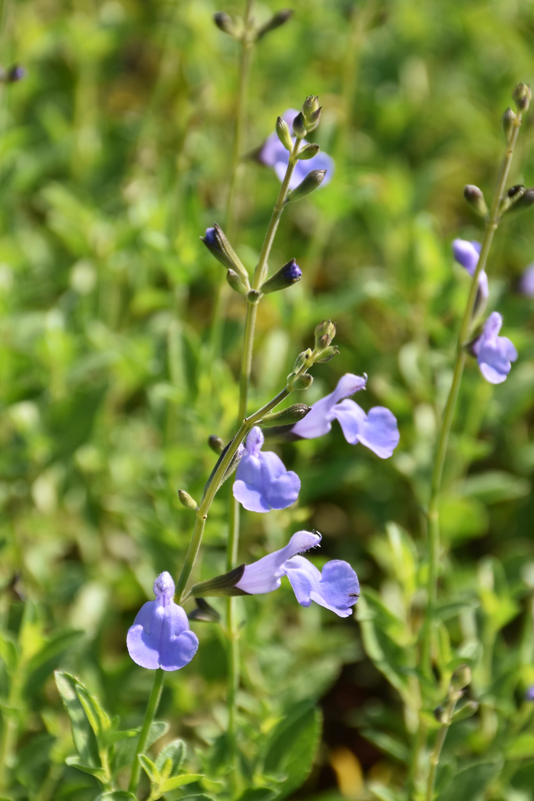 10084_salvia_microphylla_delice_aquamarine_XS_003.jpg